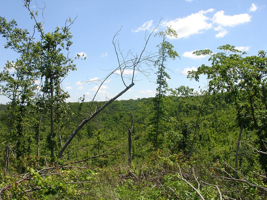 Antler Ridge Tract 9 photo 3