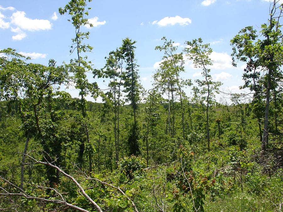 Antler Ridge Tract 9 photo 4