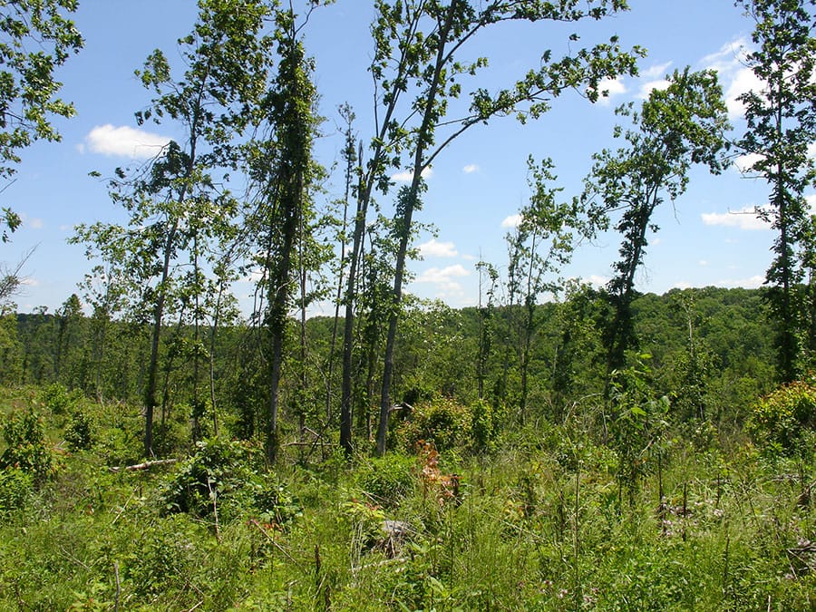Antler Ridge Tract 9 photo 5