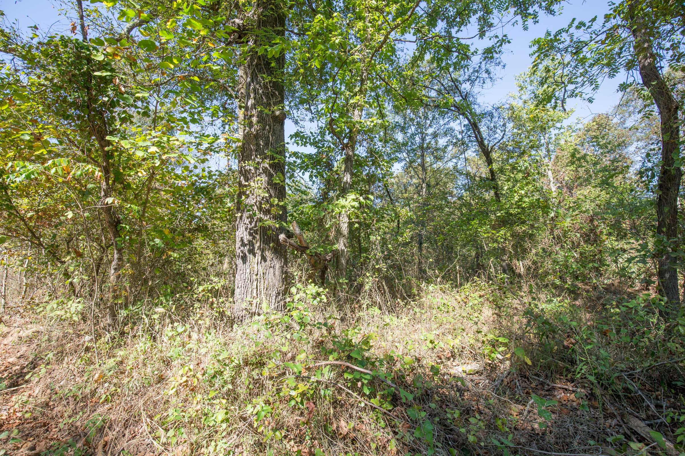 Stone Bridge Phase I Tract 27 photo 8