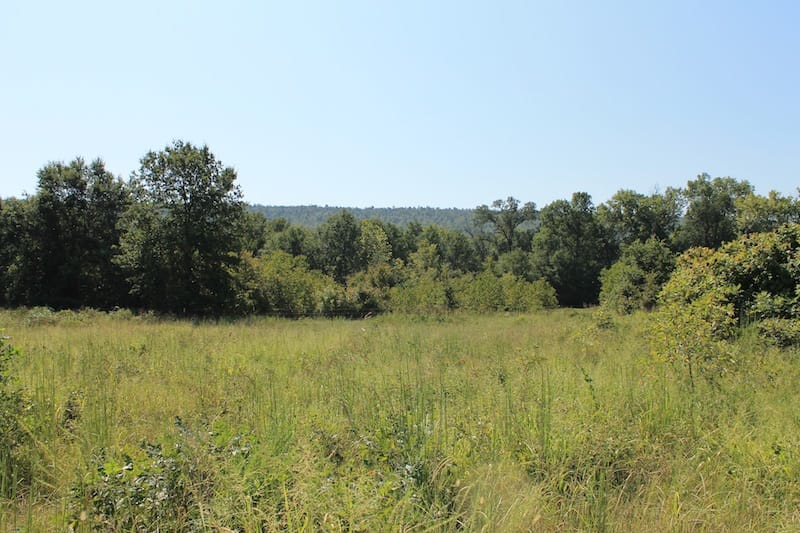 Daisy Meadows Tract 42 photo 4
