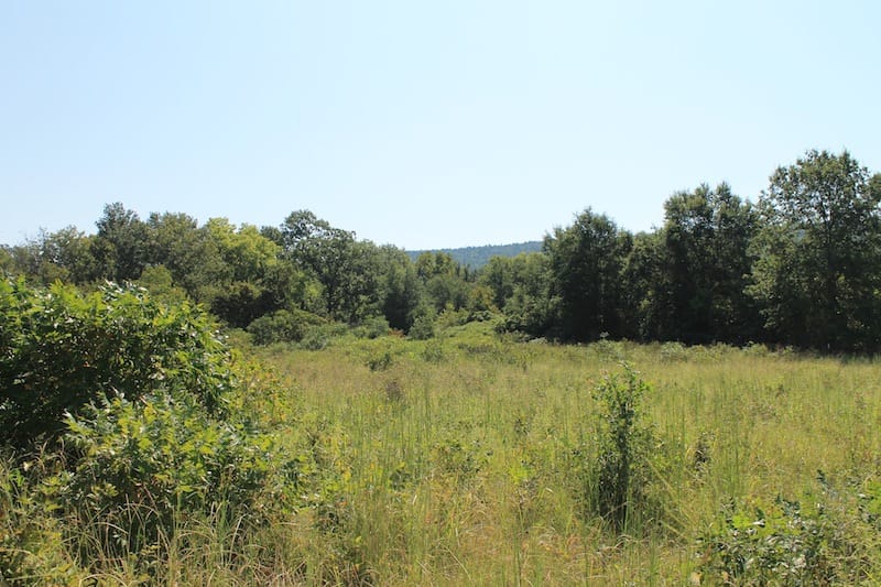 Daisy Meadows Tract 42 photo 5