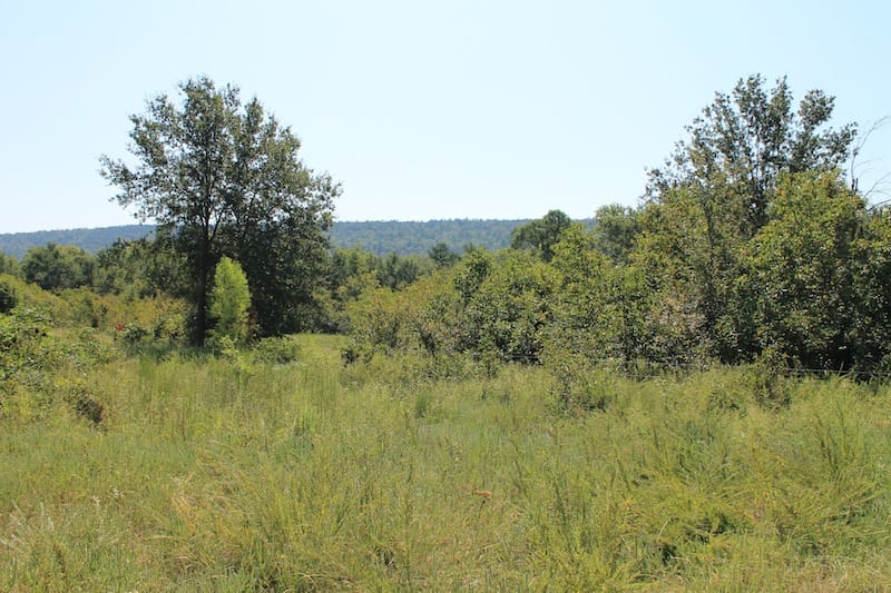 Daisy Meadows Tract 42 photo 7