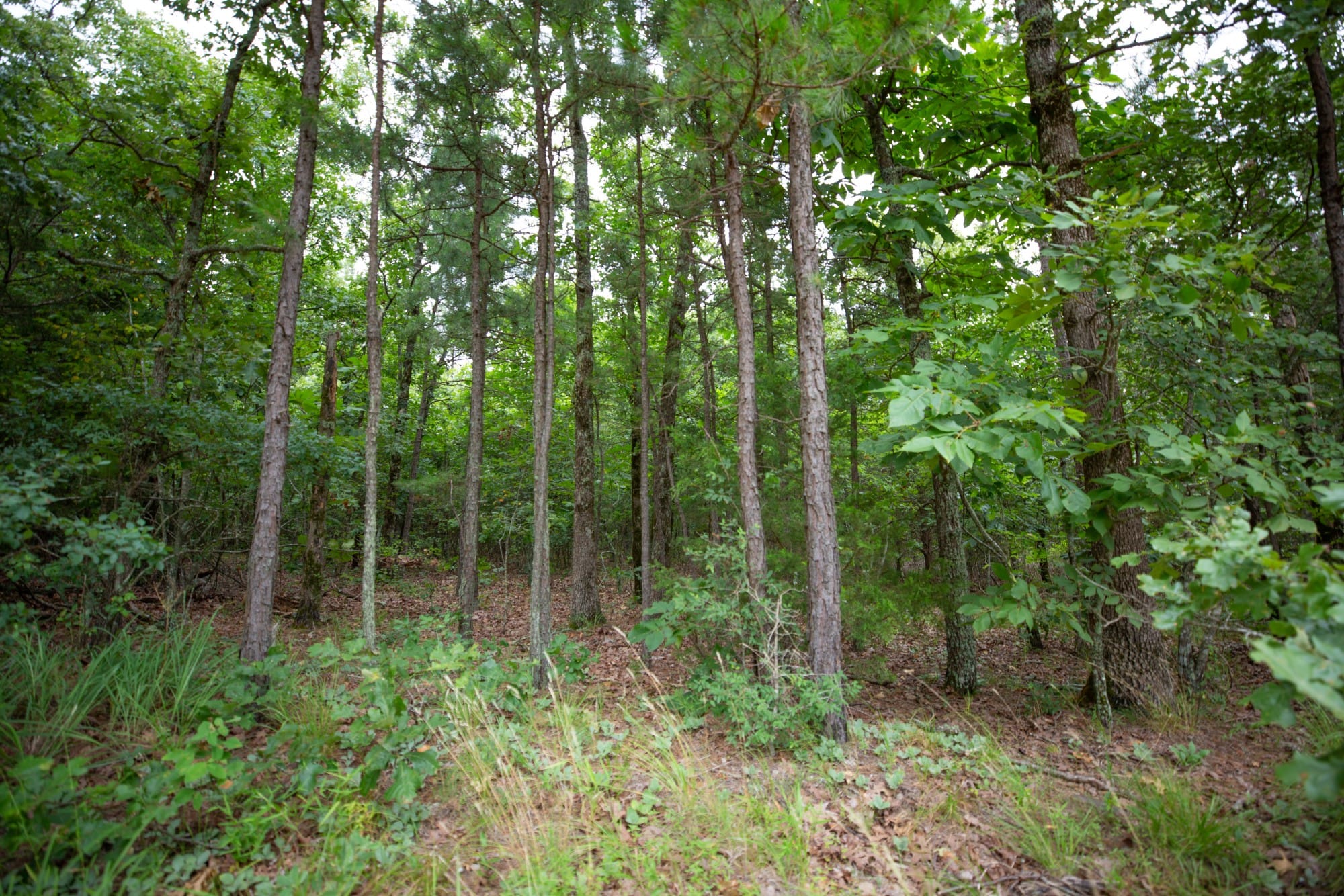 Eagle’s Nest Tract 69 photo 2