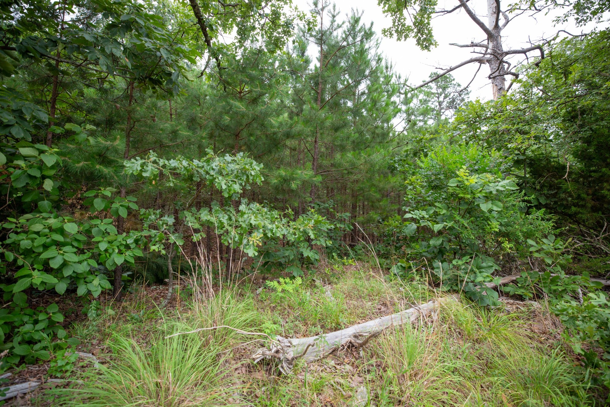 Eagle’s Nest Tract 69 photo 5