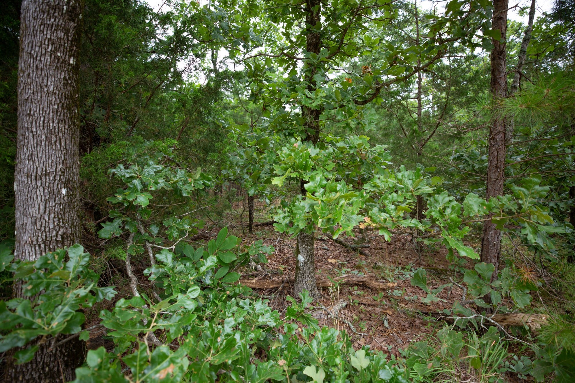 Eagle’s Nest Tract 69 photo 7