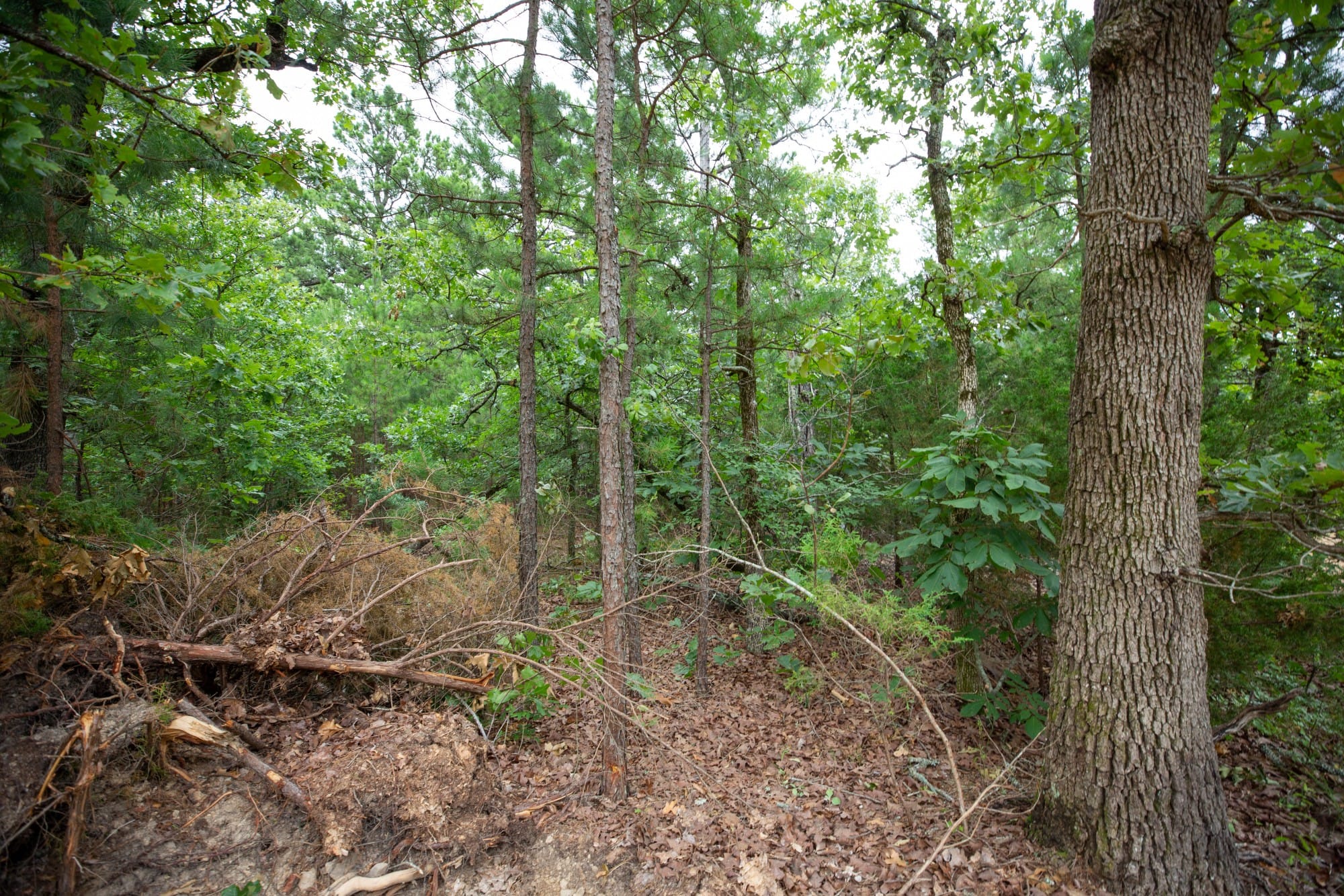 Eagle’s Nest Tract 69 photo 9
