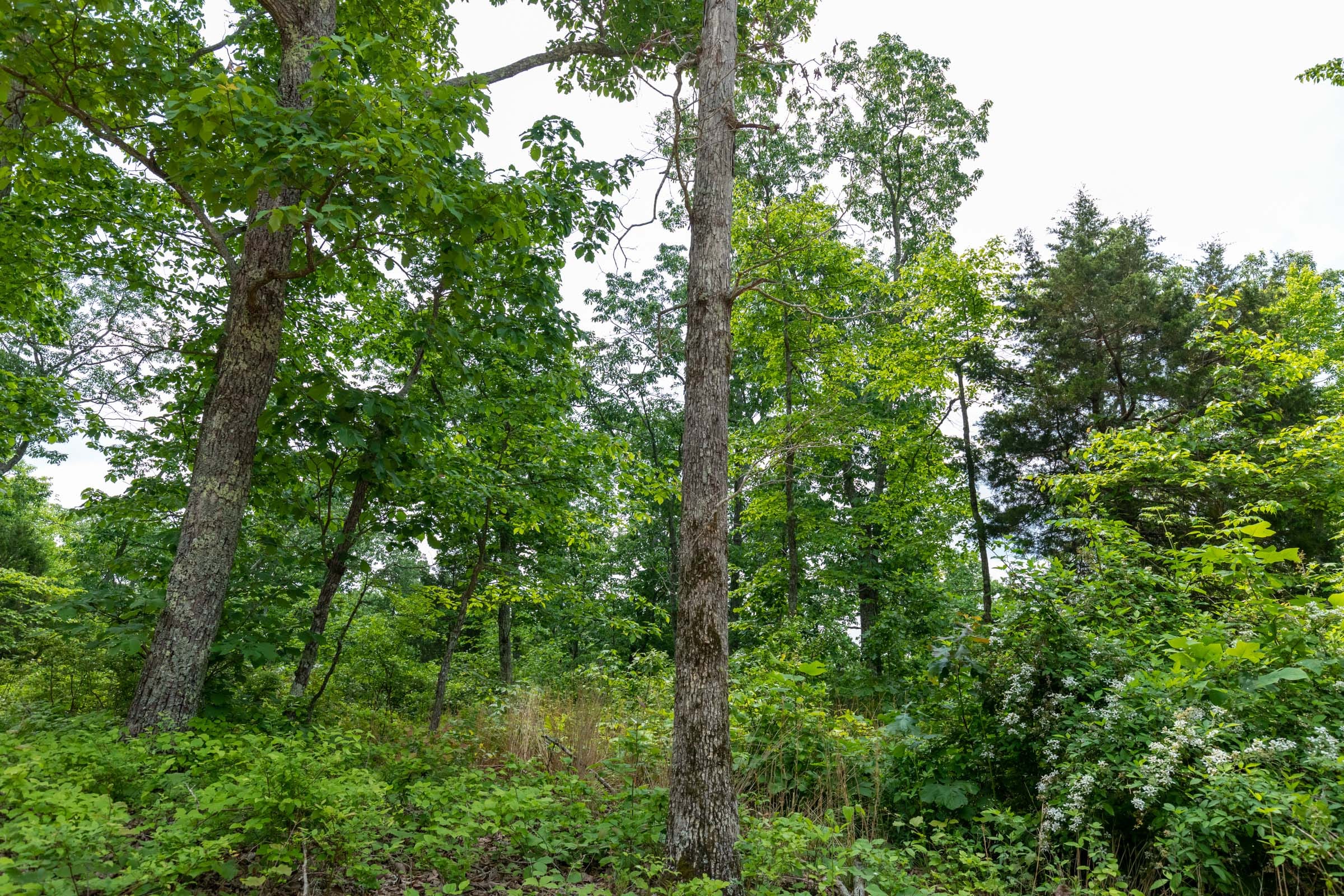 Cedar Creek Tract 9 photo 2