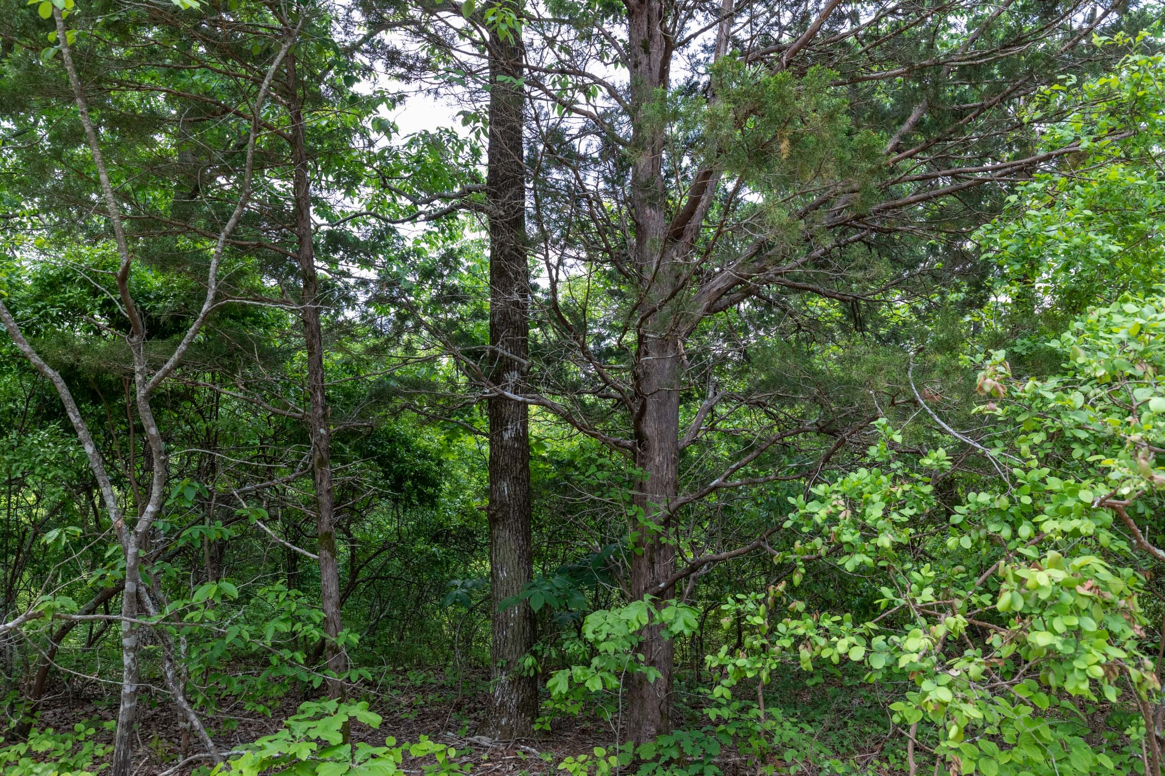 Cedar Creek Tract 9 photo 3
