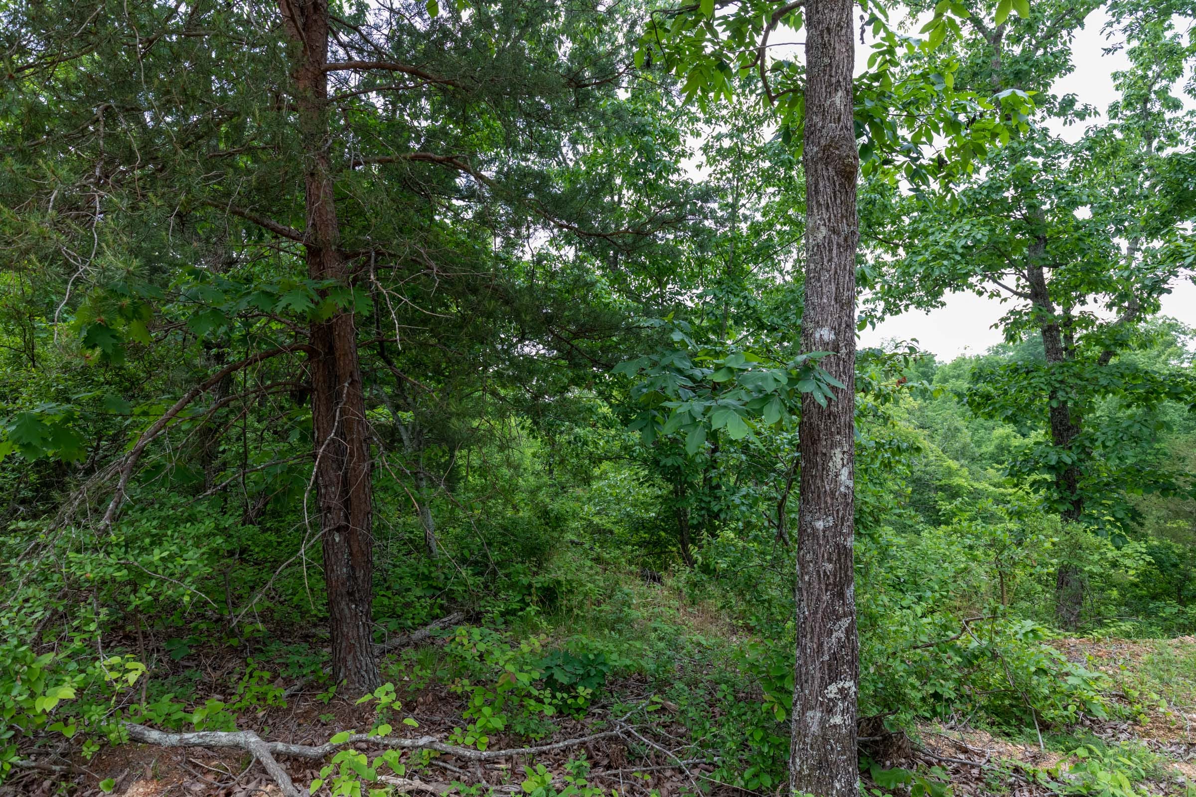 Cedar Creek Tract 9 photo 5