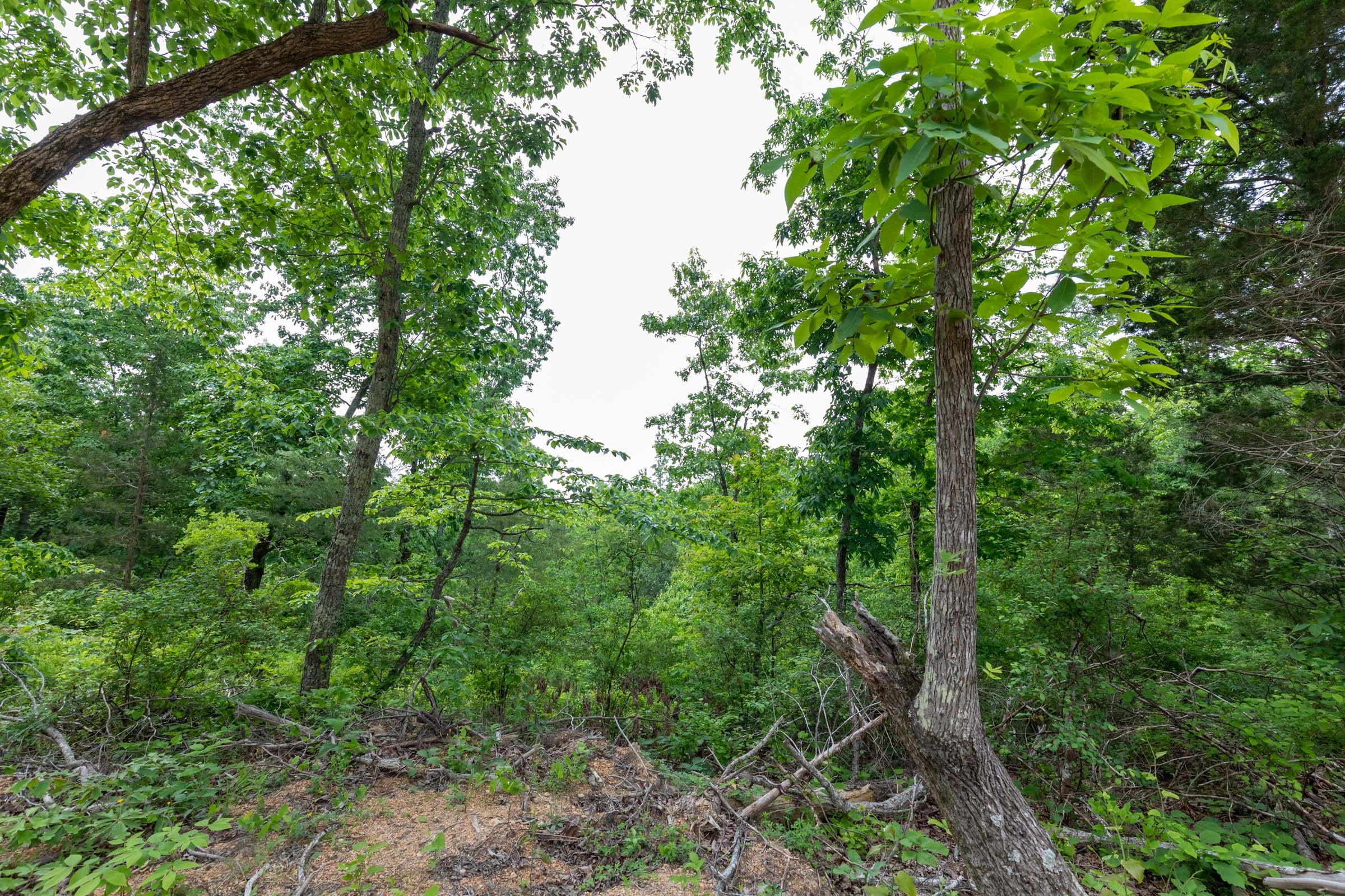 Cedar Creek Tract 9 photo 6