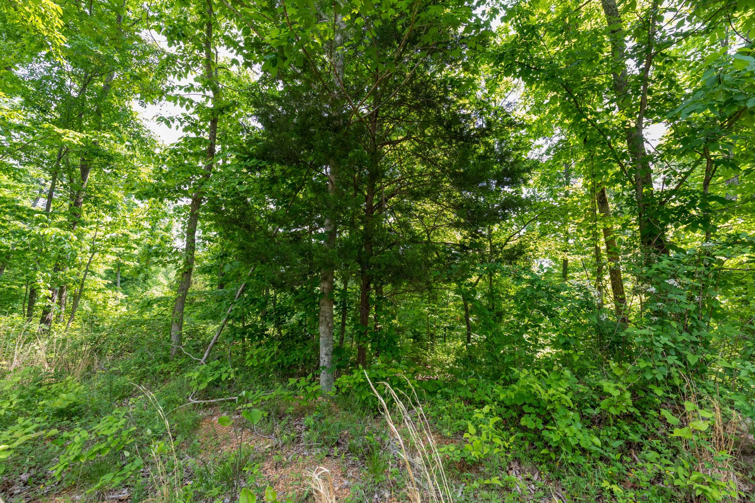 Cedar Creek Tract 9 photo 8