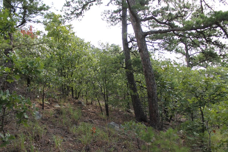 Trophy Ridge Phase III Tract 25 photo 4