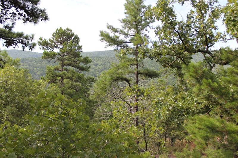 Trophy Ridge Phase III Tract 25 photo 7