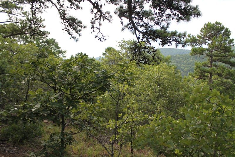Trophy Ridge Phase III Tract 25 photo 8