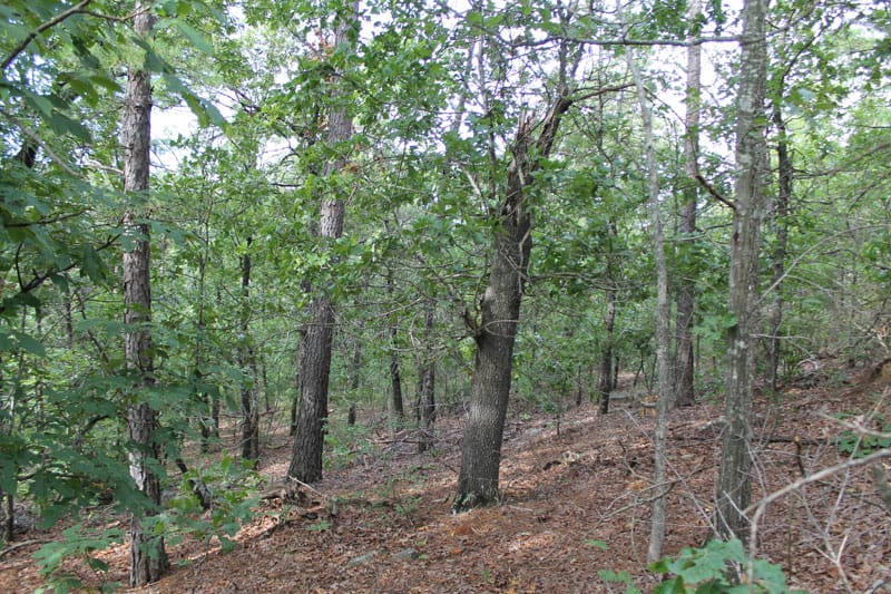 Trophy Ridge Phase III Tract 25 photo 9