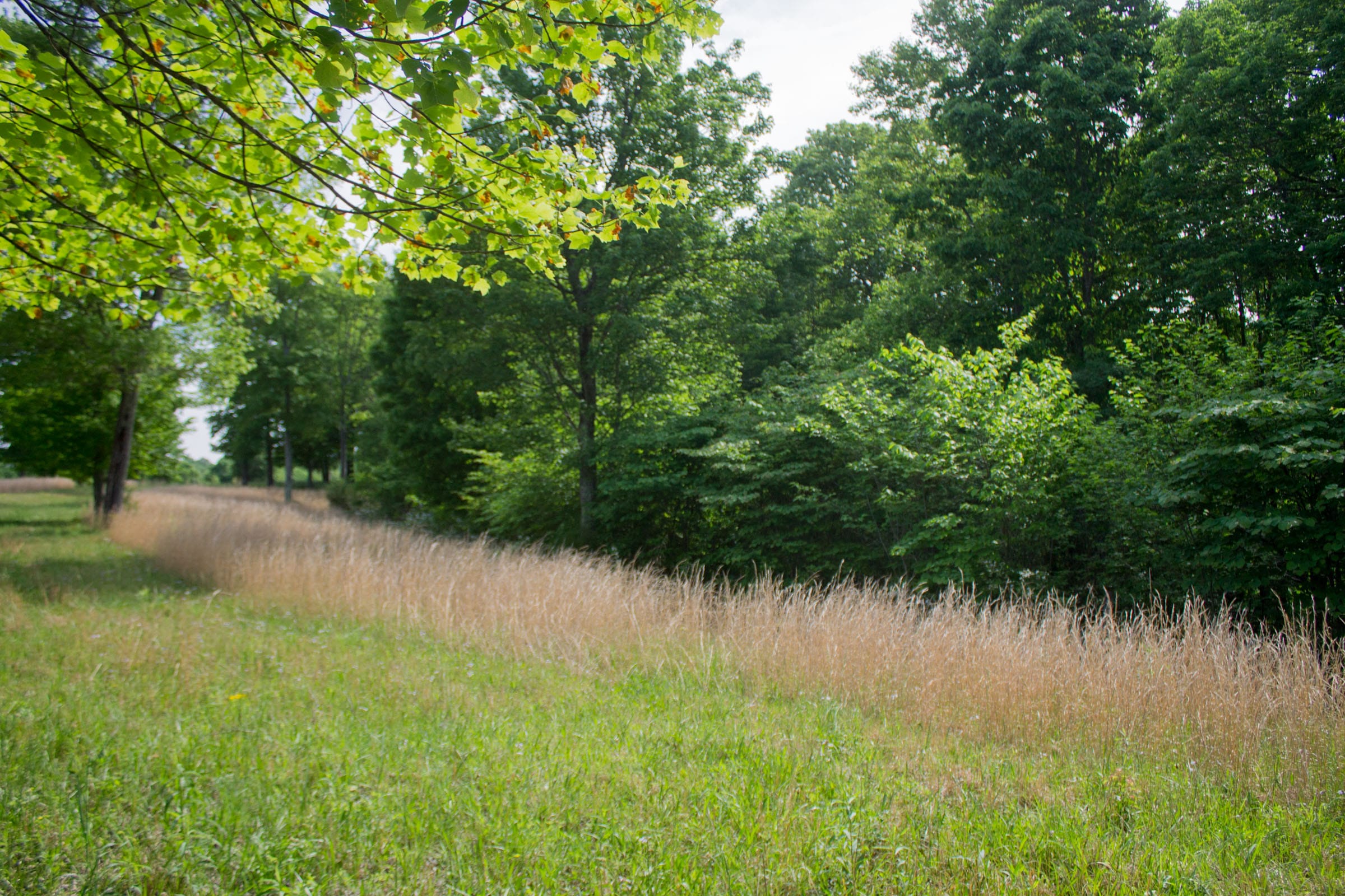 Laurel Ridge Tract 4 photo 3