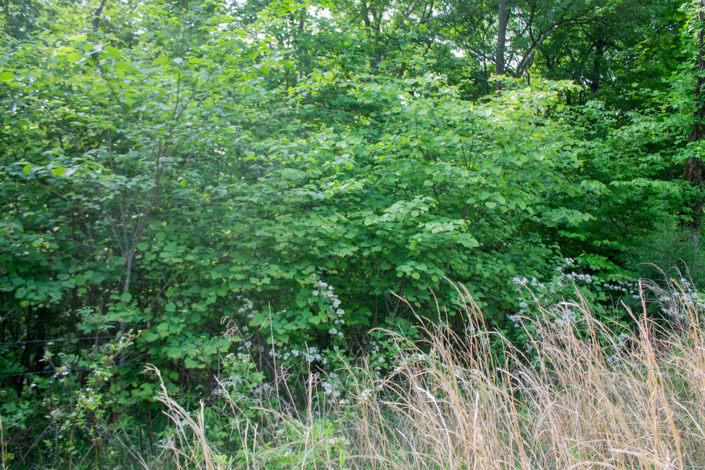 Laurel Ridge Tract 4 photo 4