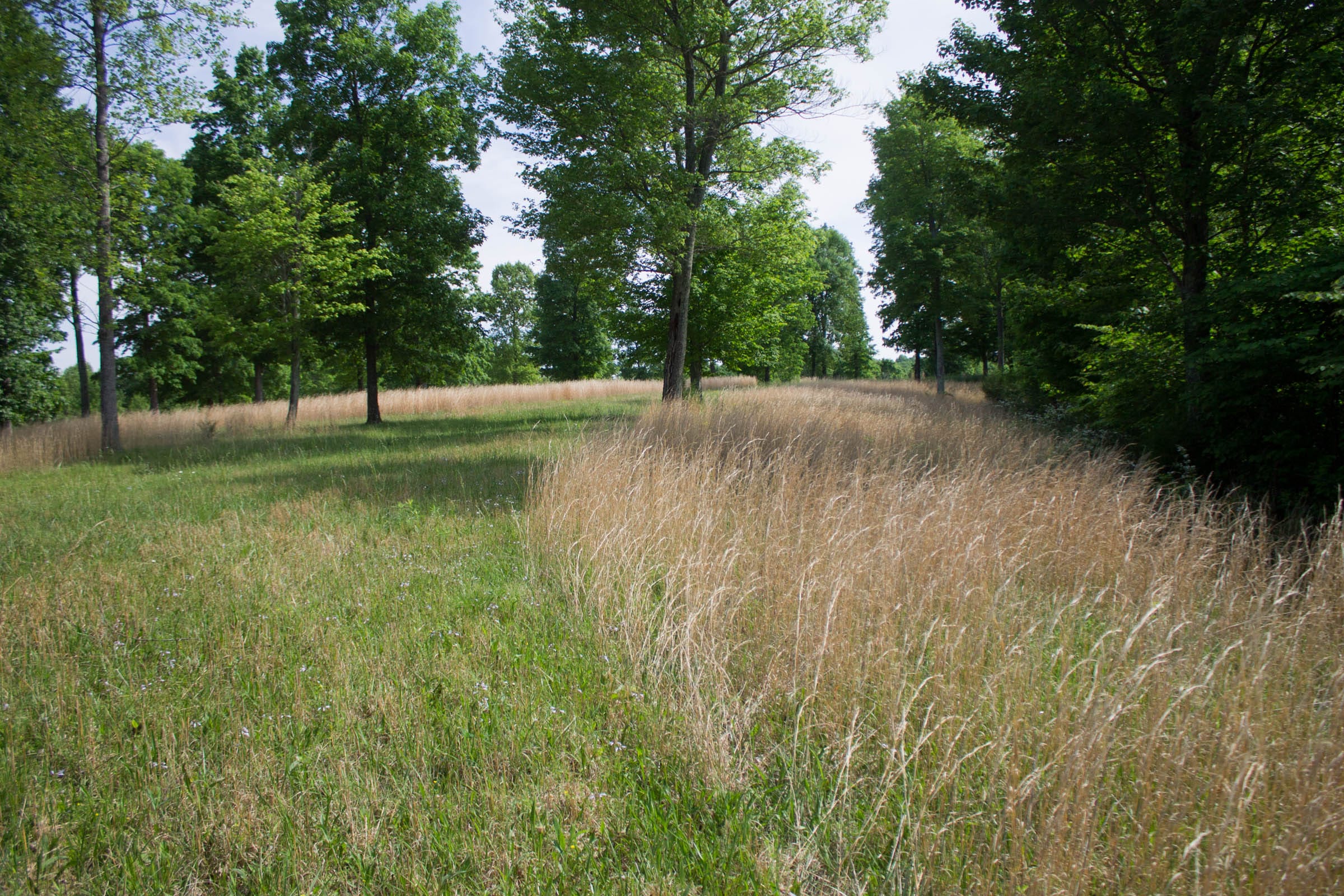Laurel Ridge Tract 4 photo 7