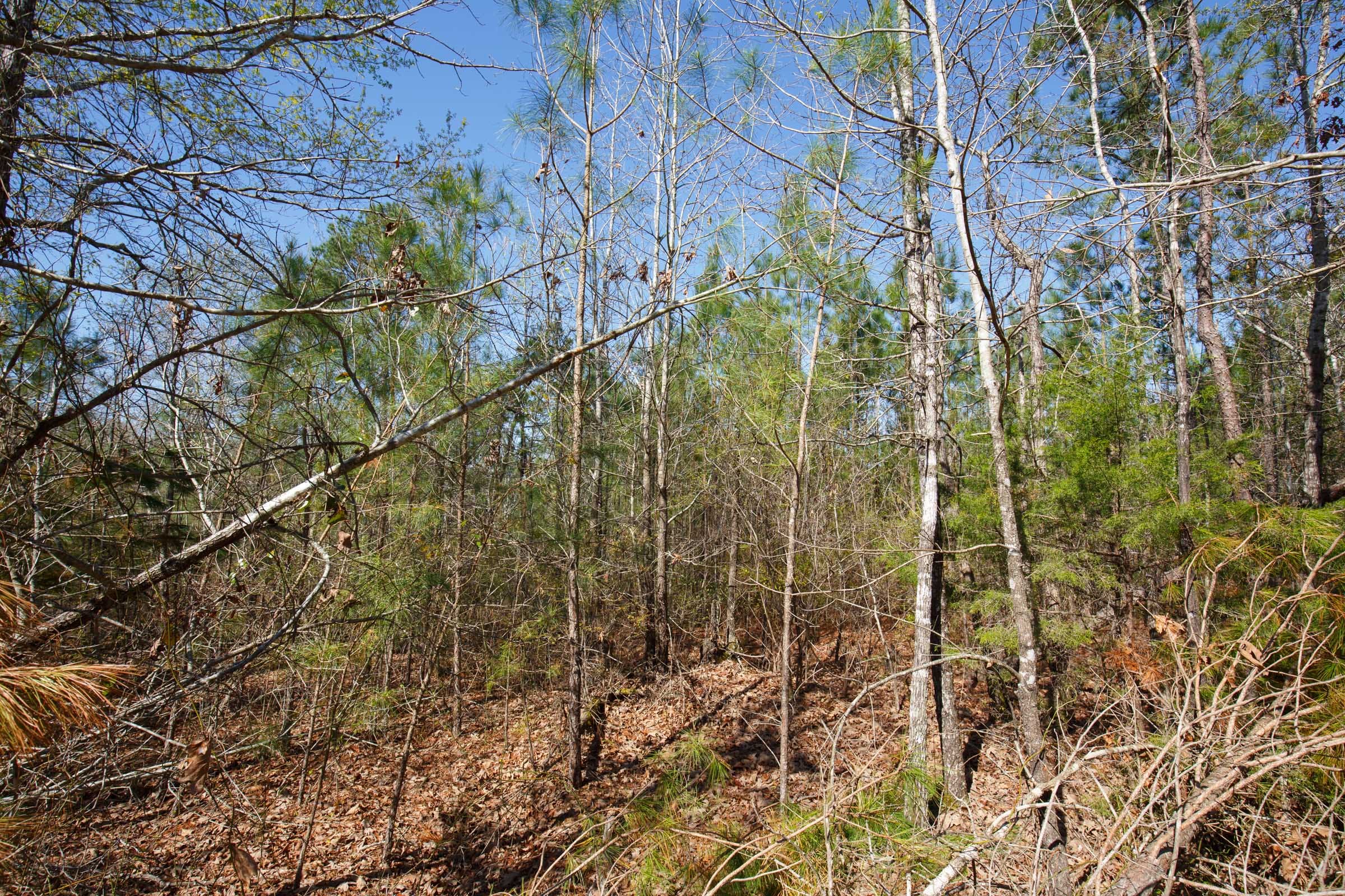 Southern Hills Tract 9 photo 3