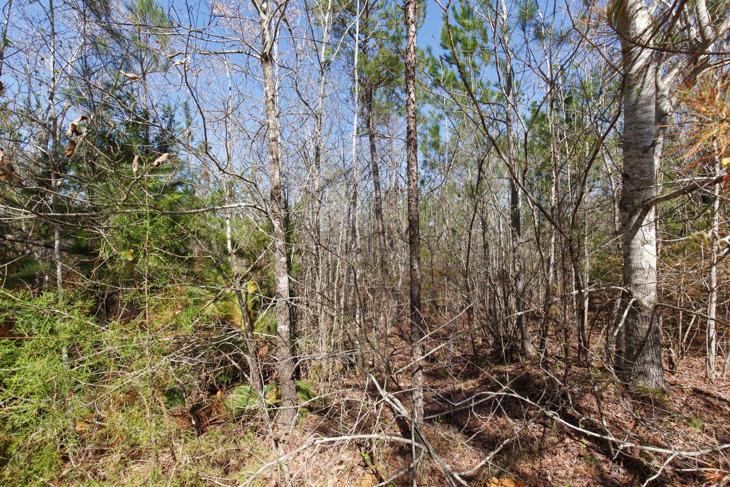 Southern Hills Tract 9 photo 7