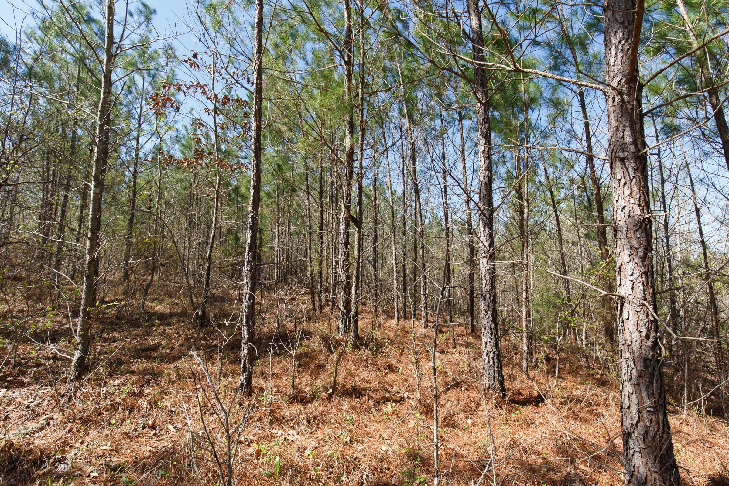 Southern Hills Tract 9 photo 8