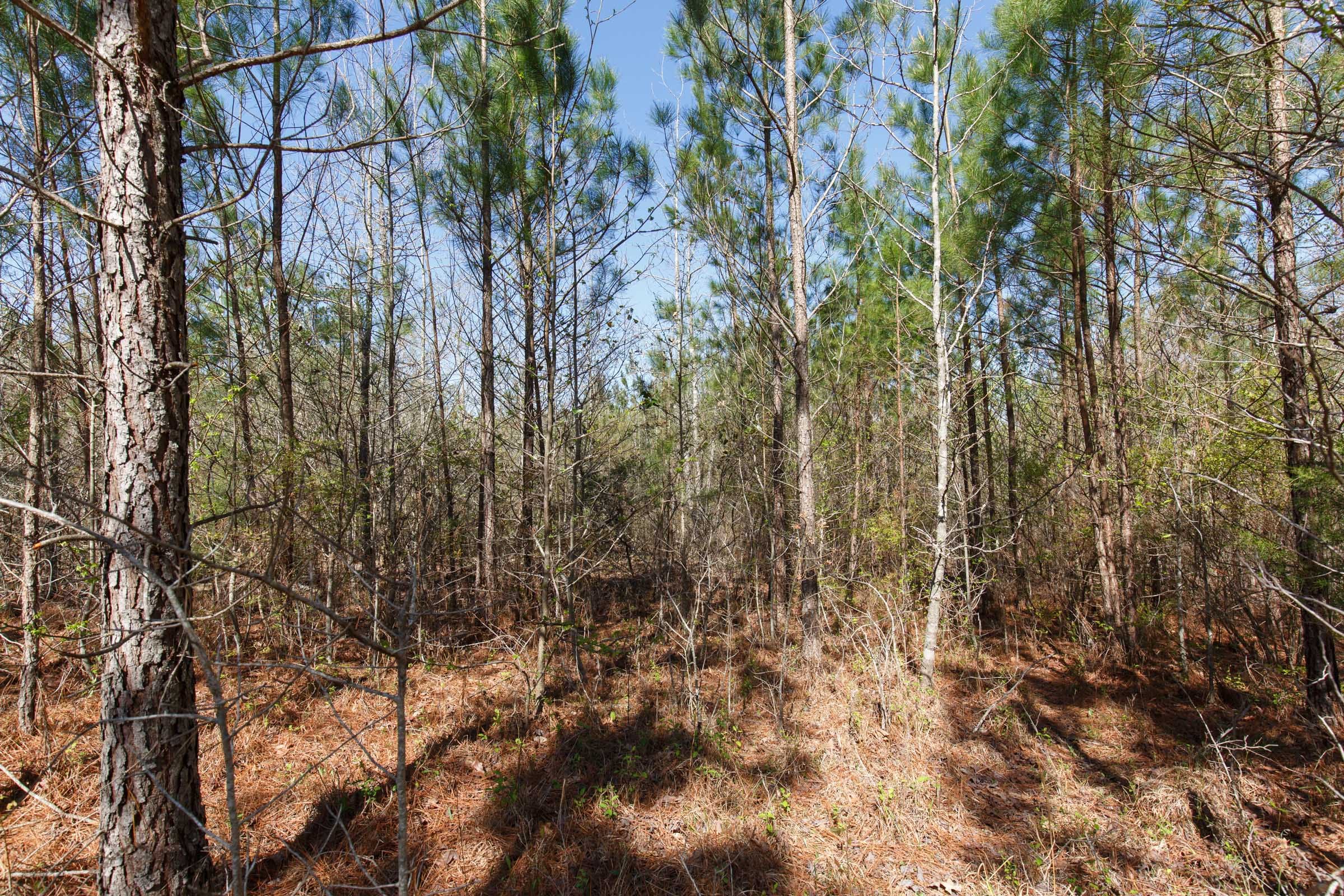 Southern Hills Tract 9 photo 9