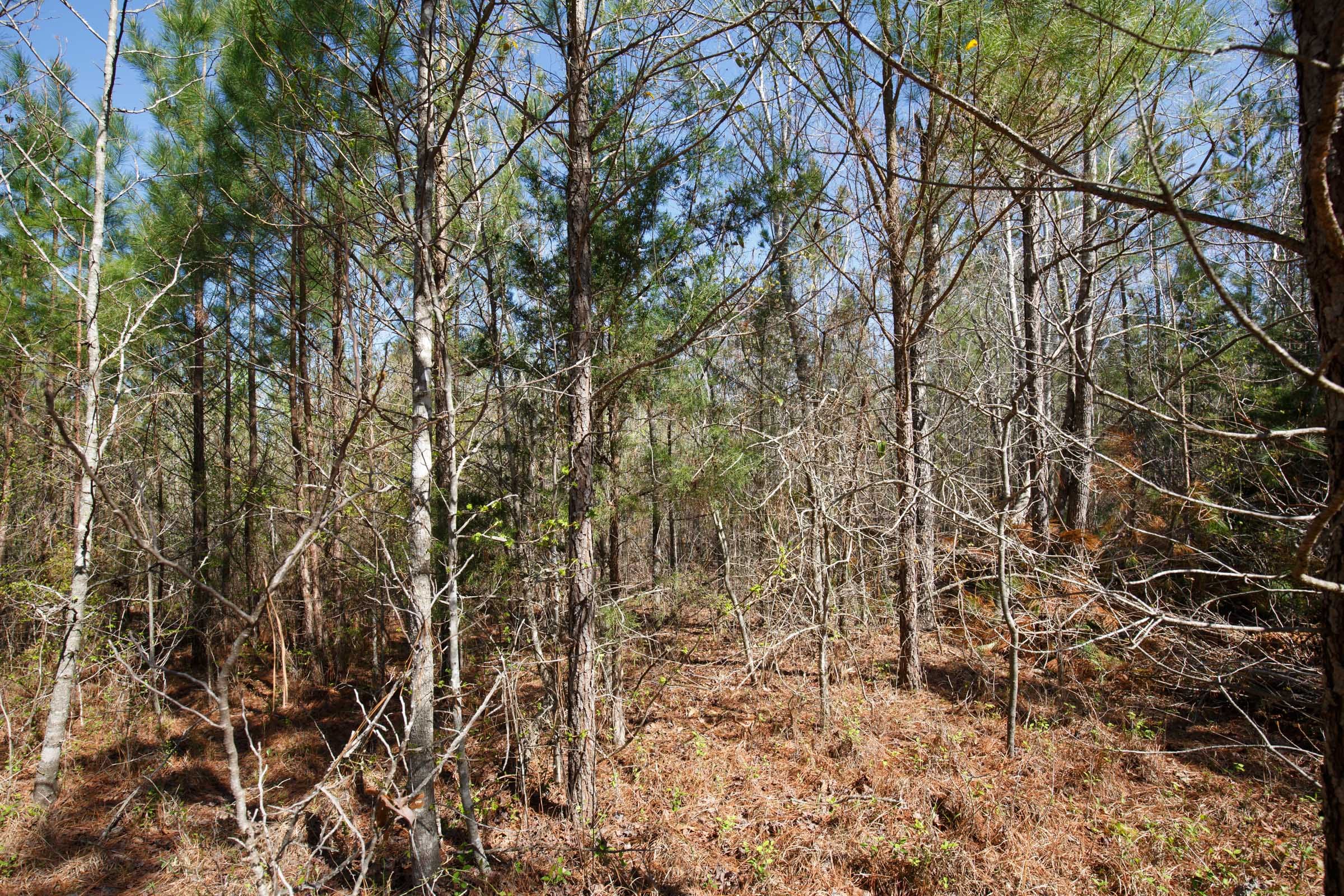 Southern Hills Tract 9 photo 10