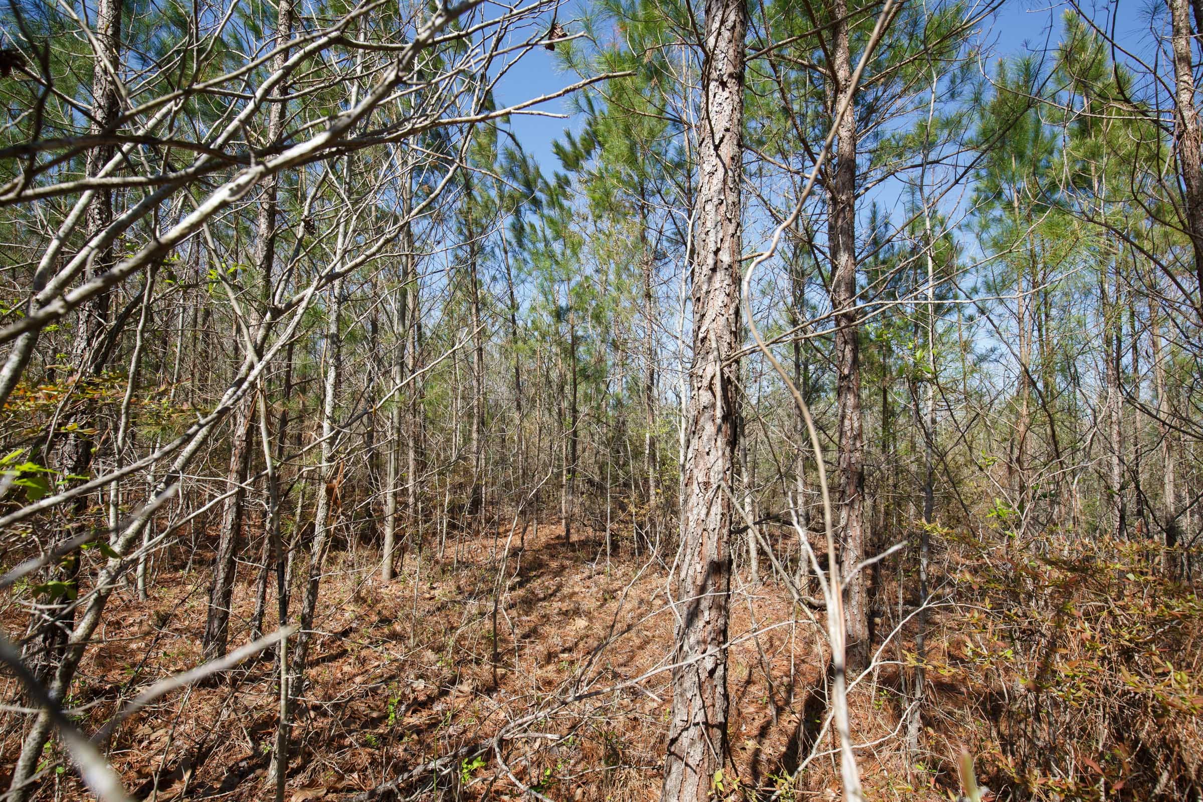 Southern Hills Tract 9 photo 12