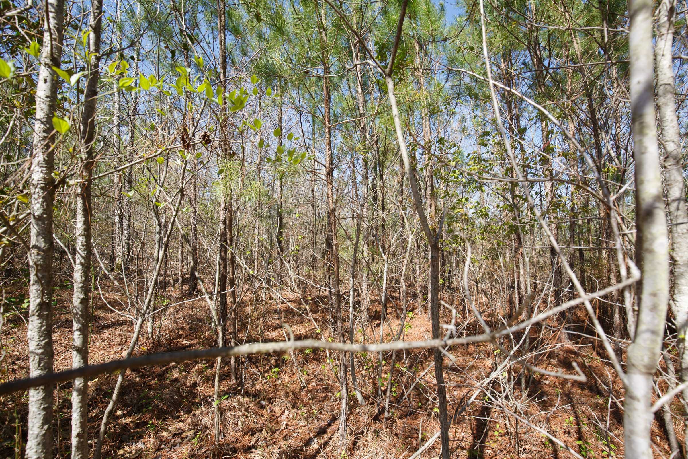 Southern Hills Tract 9 photo 13