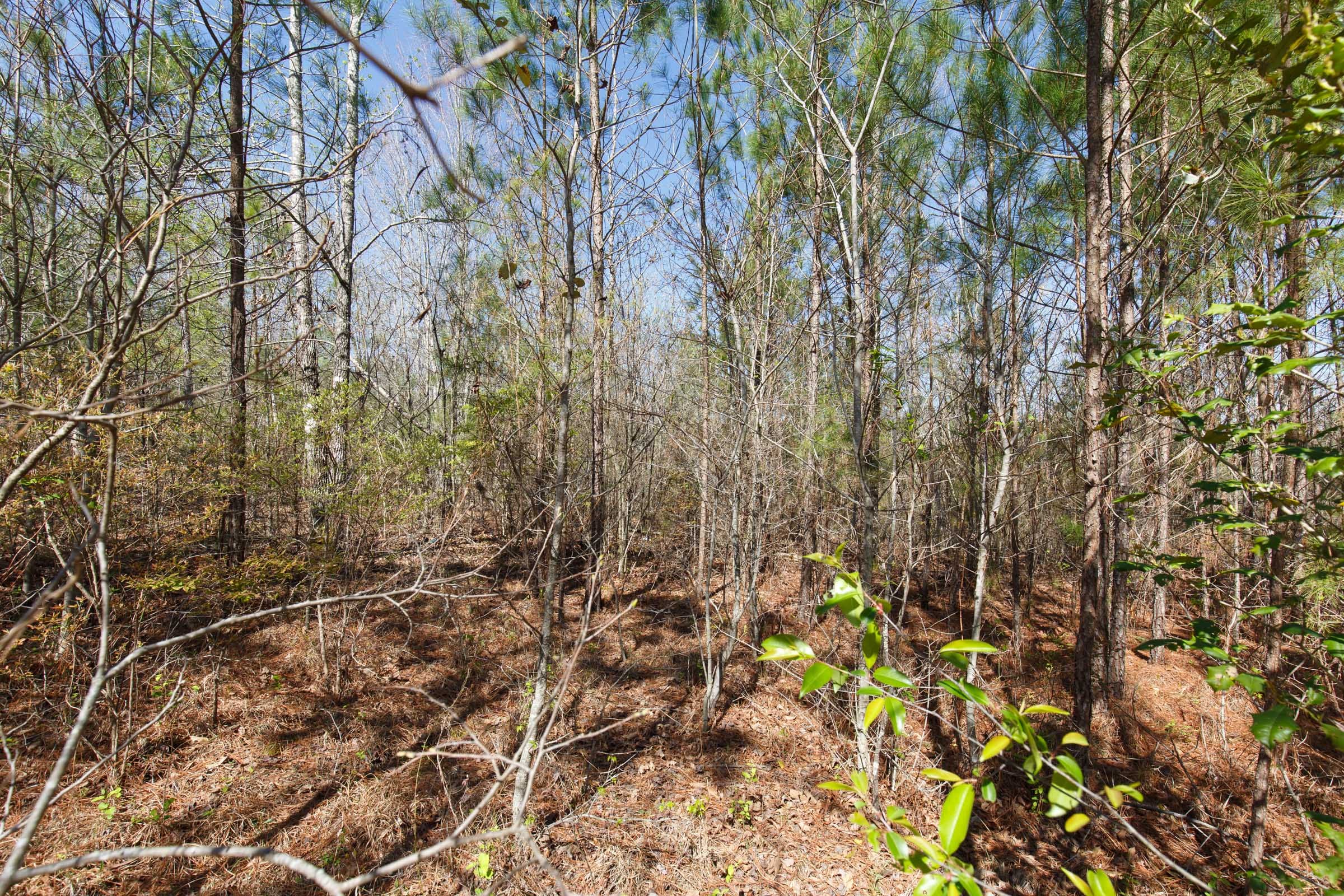 Southern Hills Tract 9 photo 14