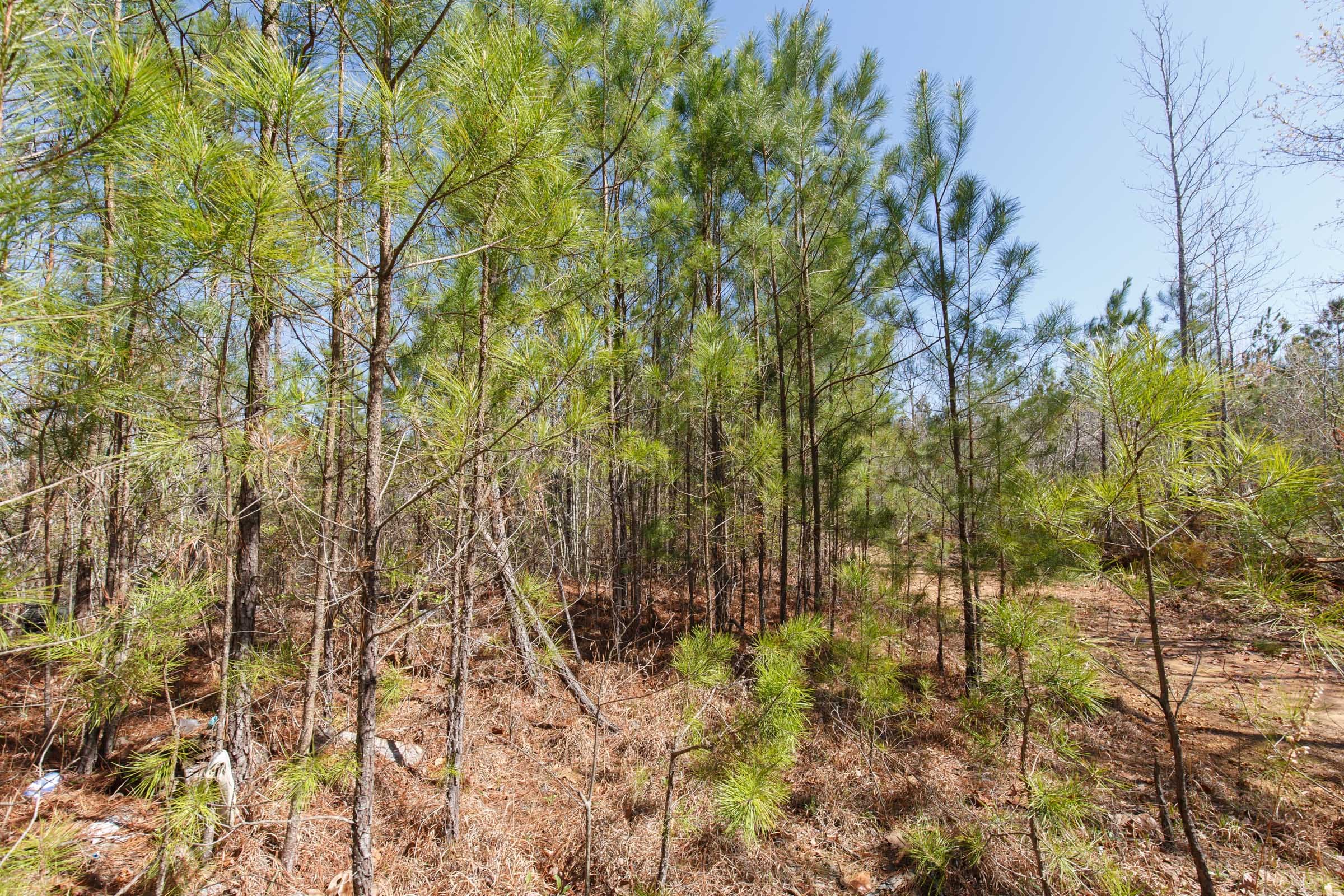 Southern Hills Tract 9 photo 16