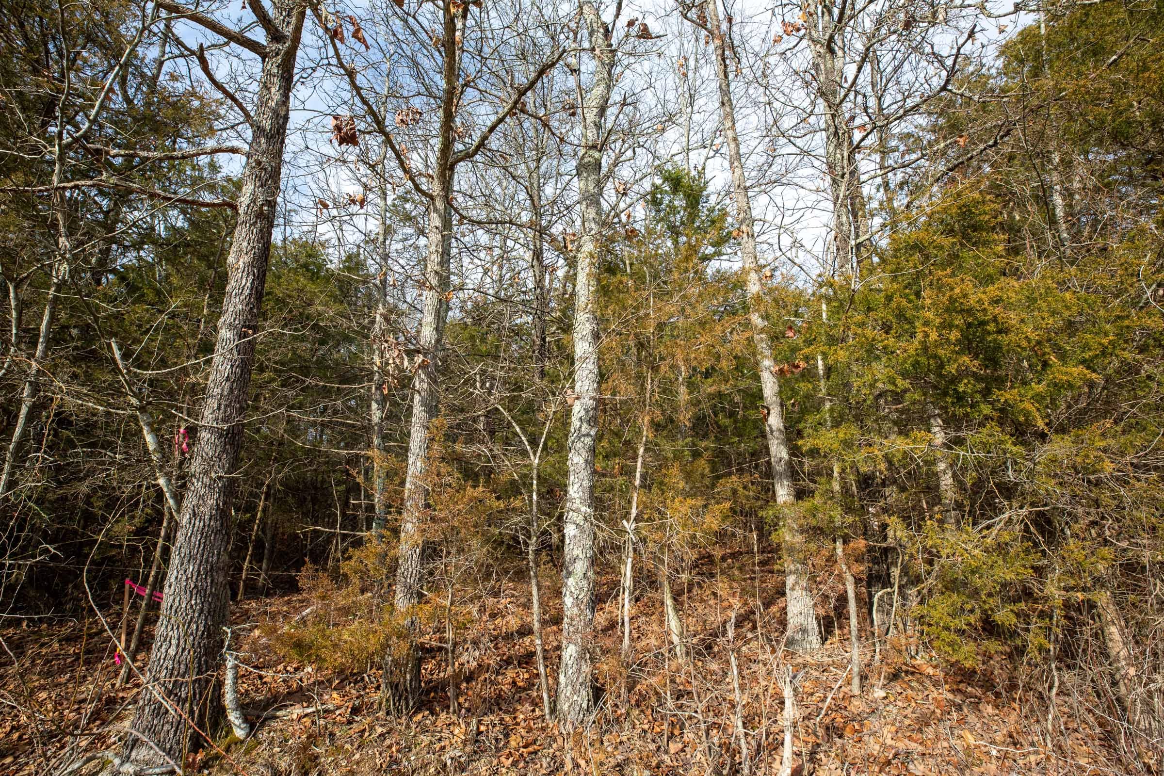 Forest Hill Tract 2 photo 2