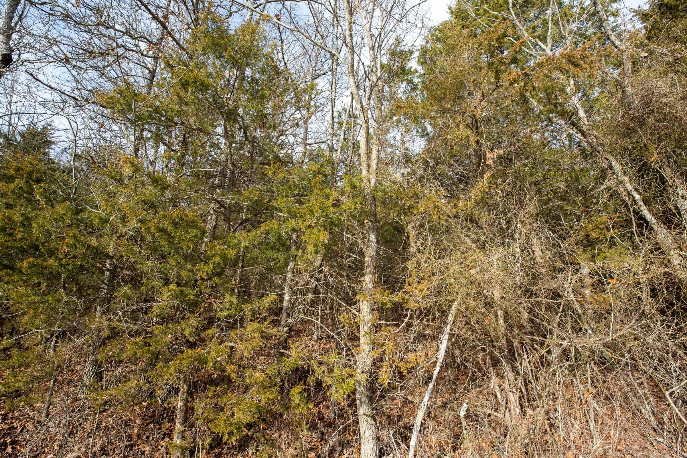 Forest Hill Tract 2 photo 3