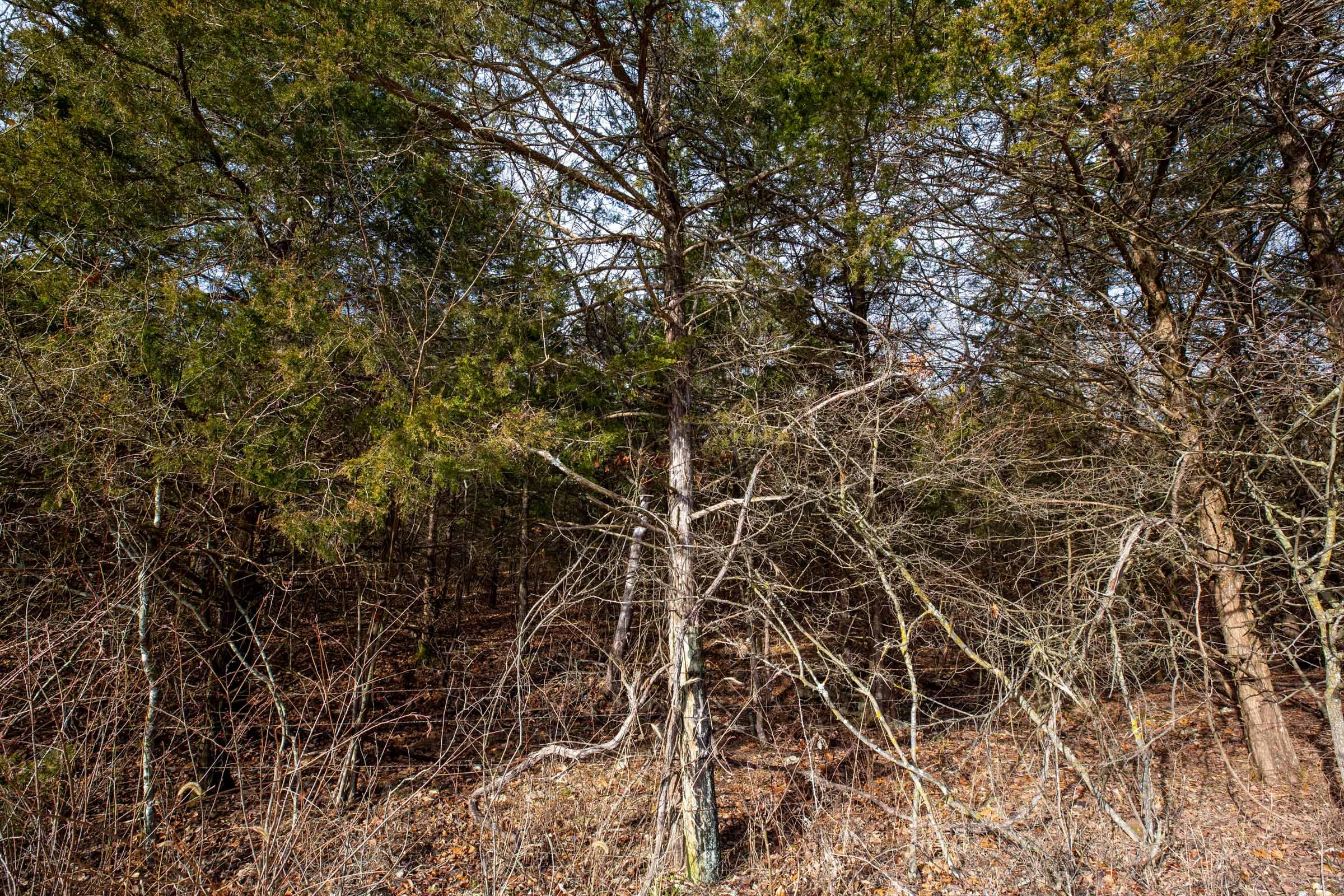 Forest Hill Tract 2 photo 4