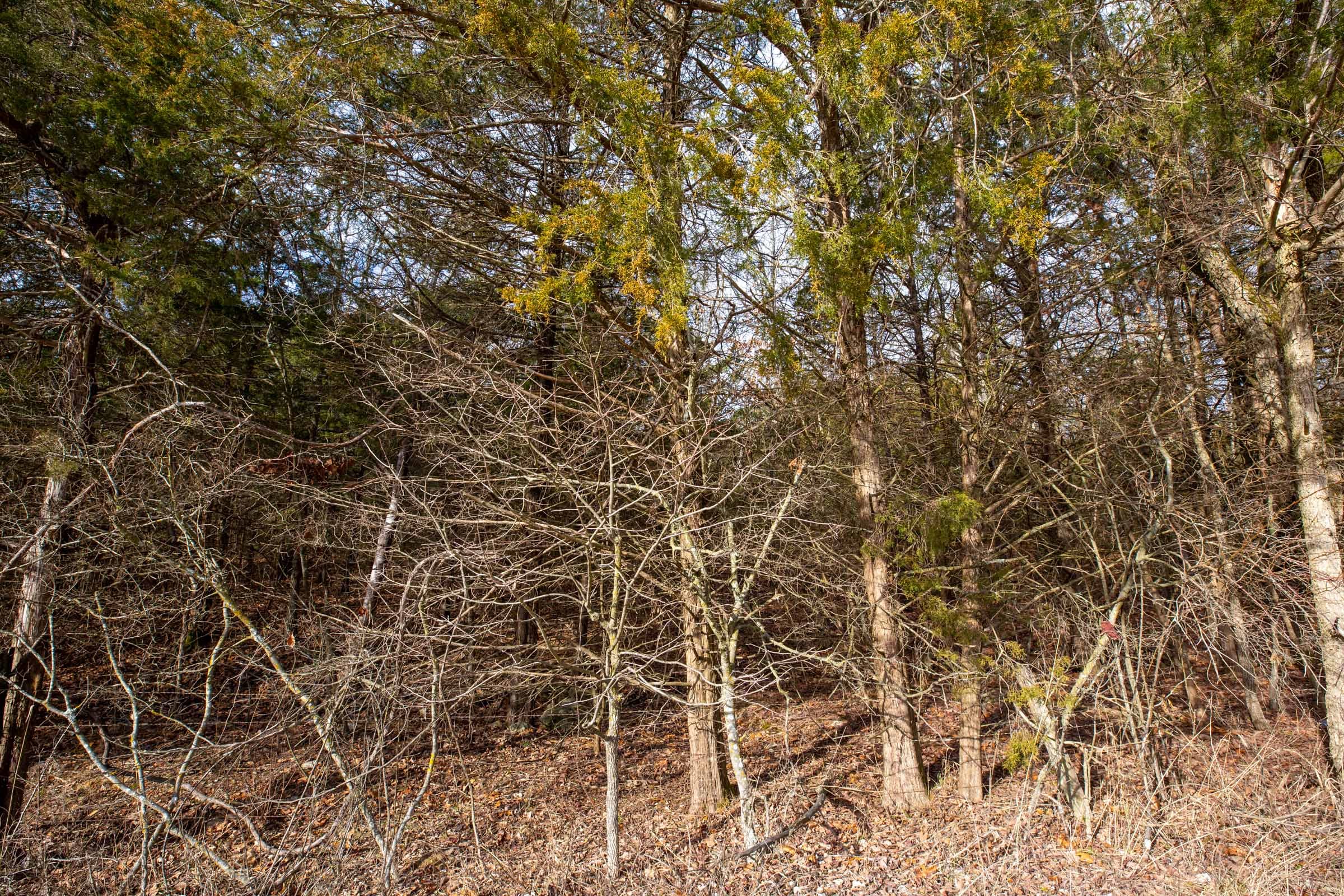 Forest Hill Tract 2 photo 5