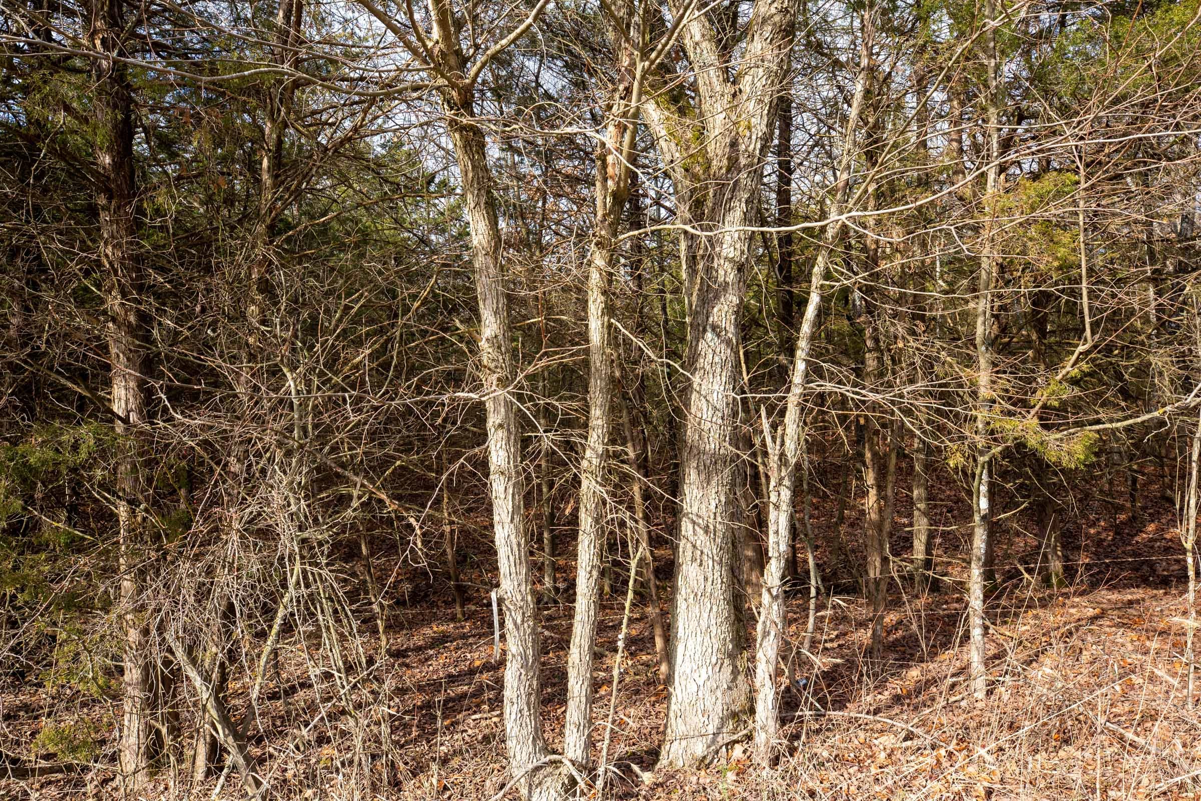 Forest Hill Tract 2 photo 6