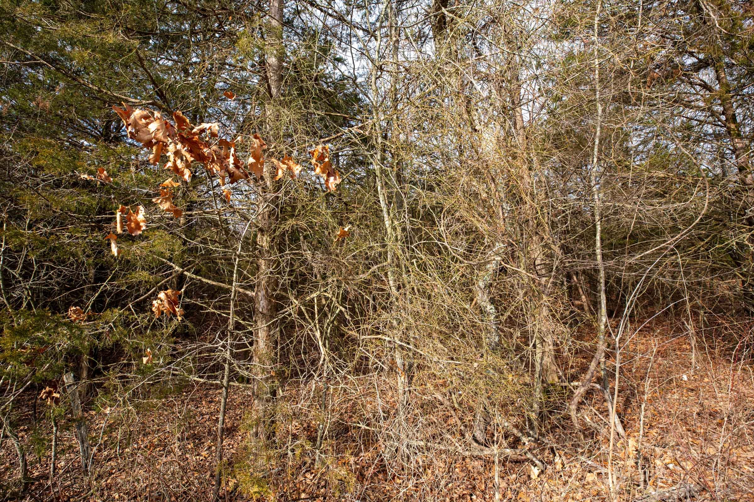 Forest Hill Tract 2 photo 8