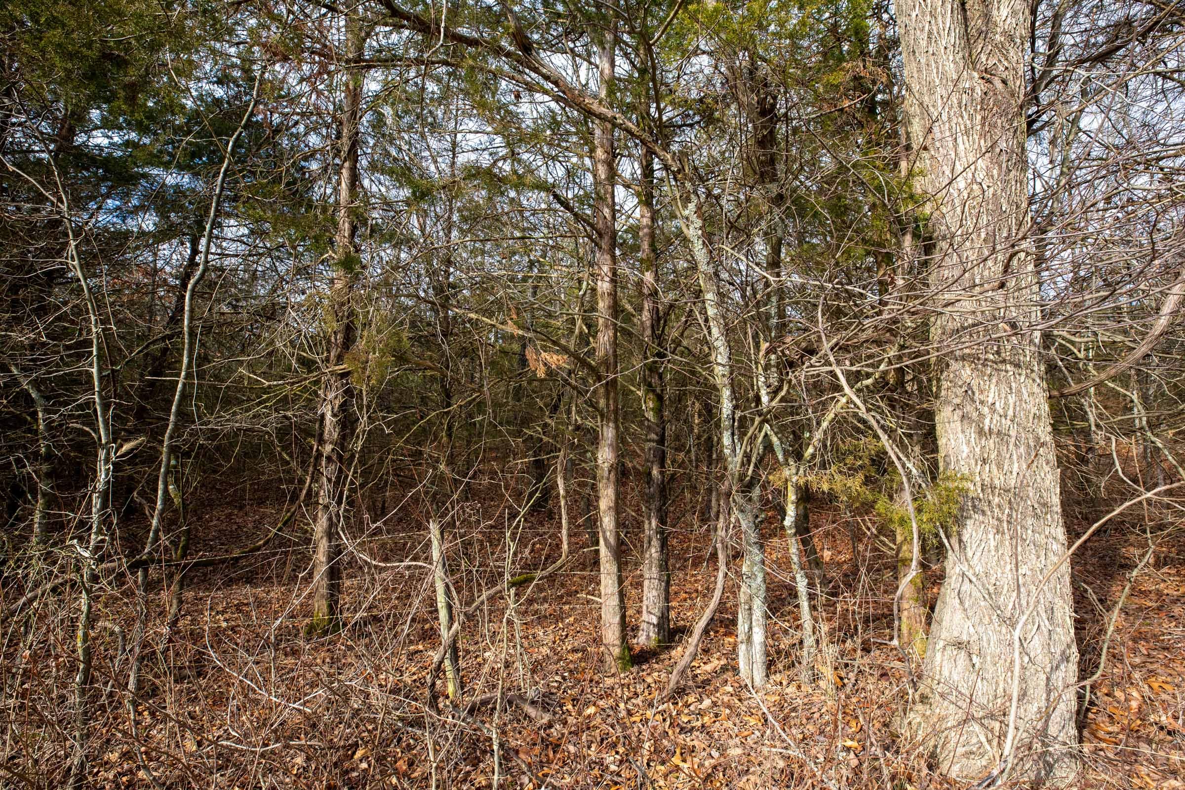 Forest Hill Tract 2 photo 9