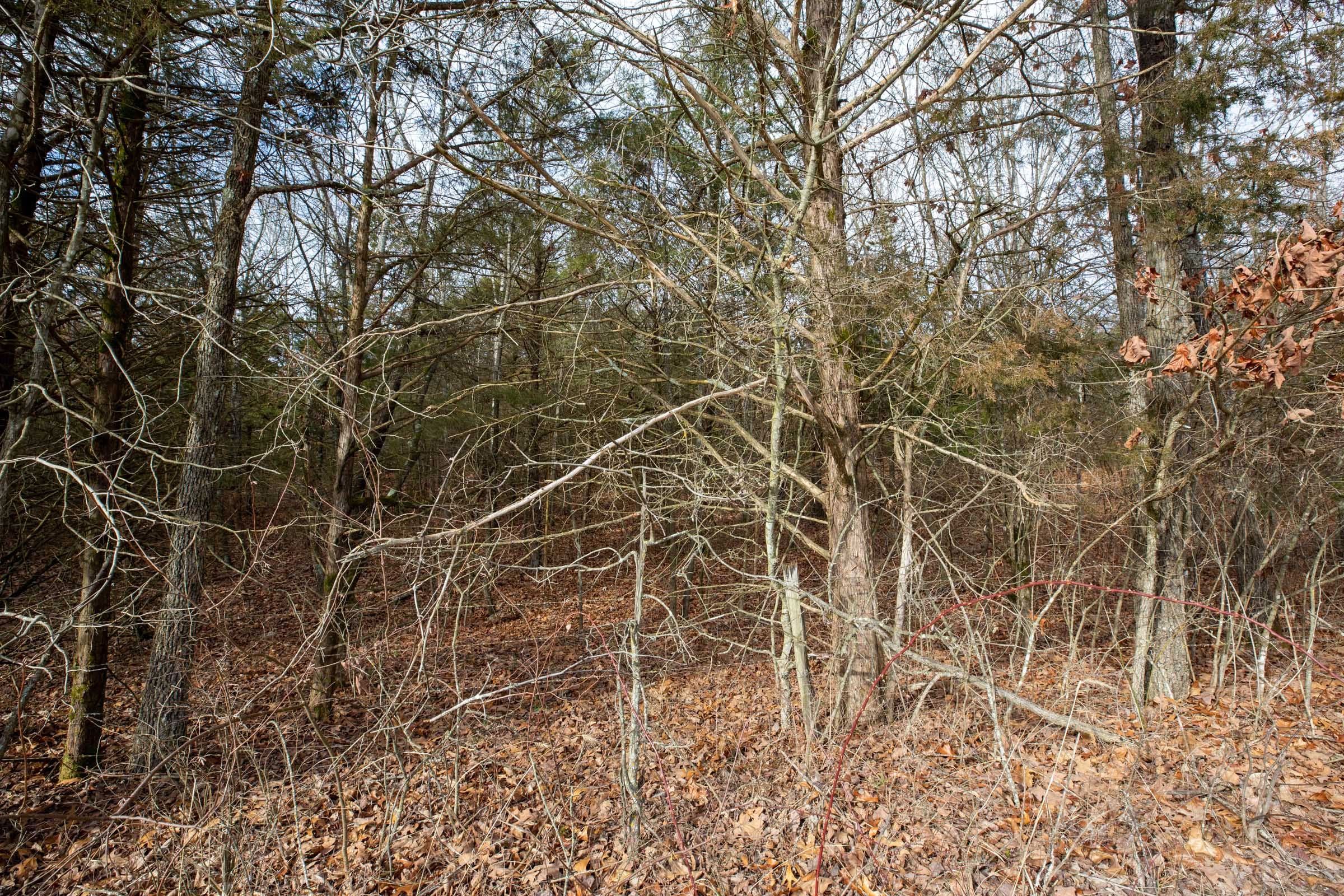 Forest Hill Tract 2 photo 10