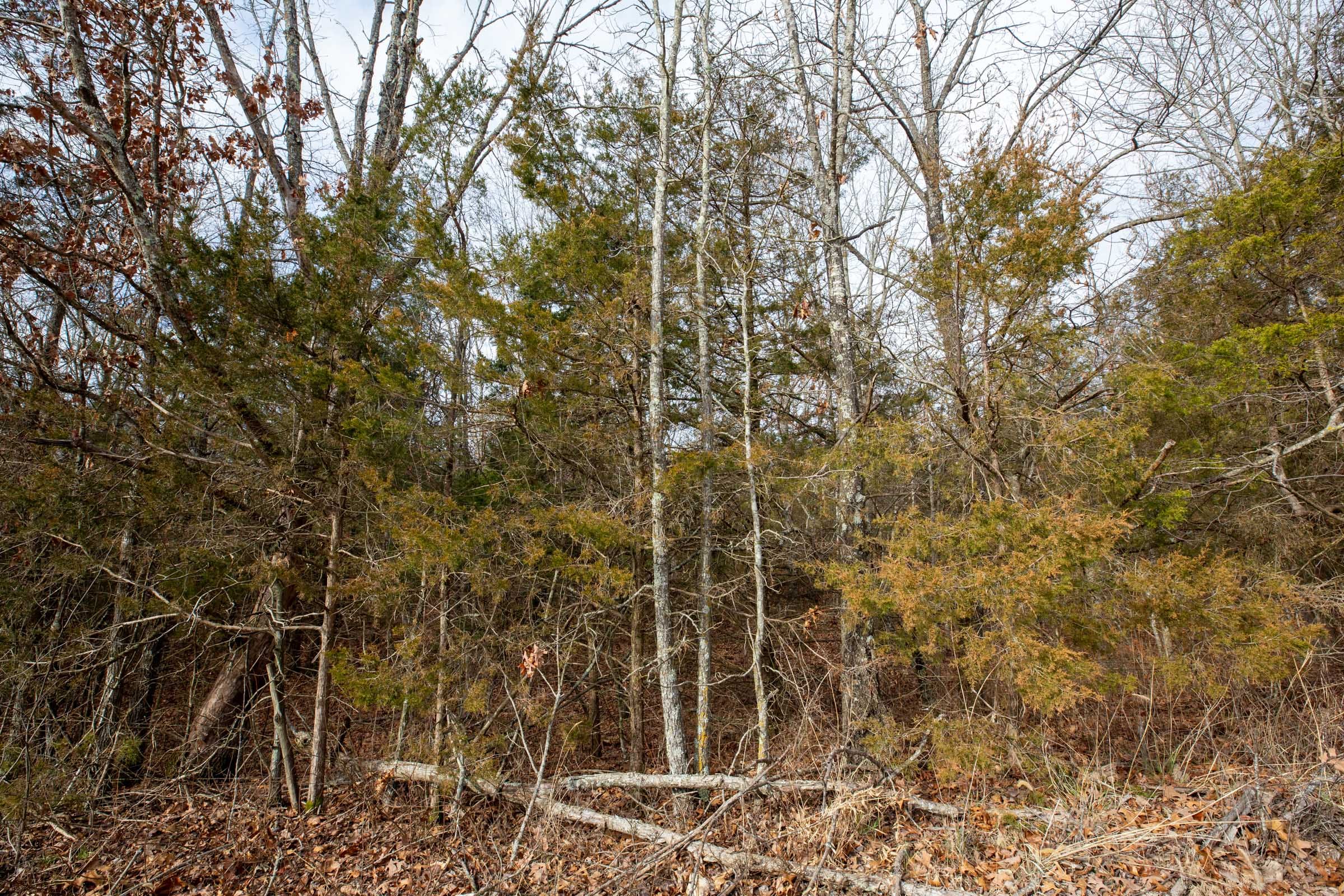 Forest Hill Tract 2 photo 11