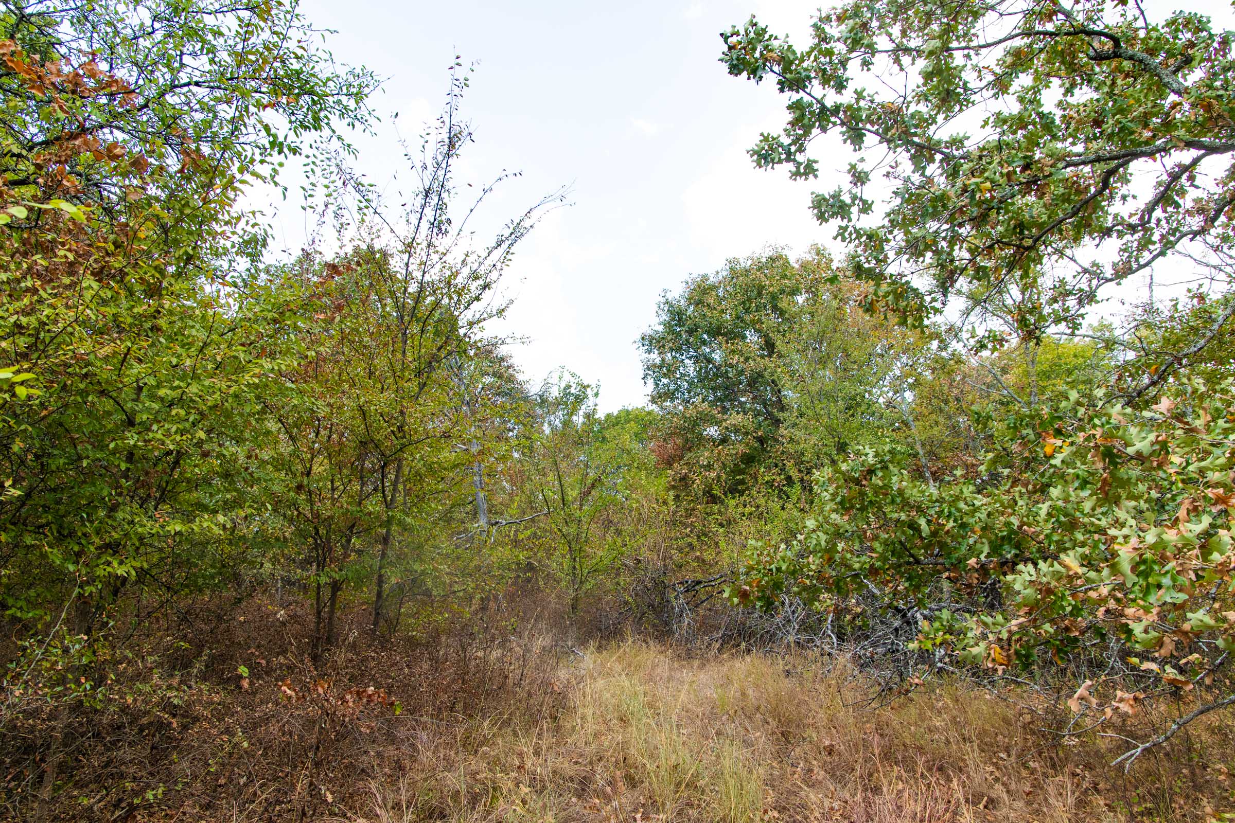 Gracyn Meadows Tract 9 photo 5