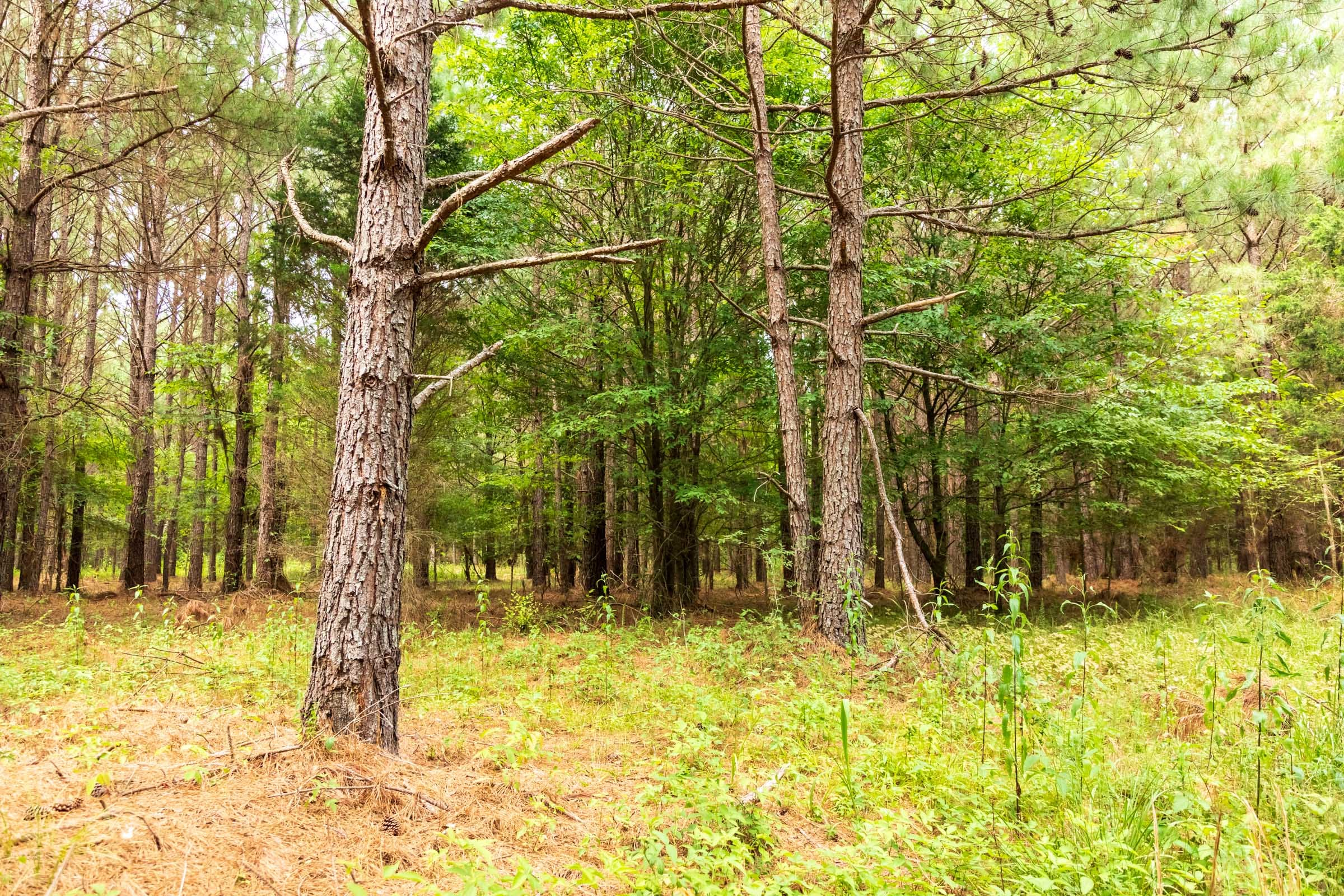 Whiskey Ridge Tract 61 photo 3