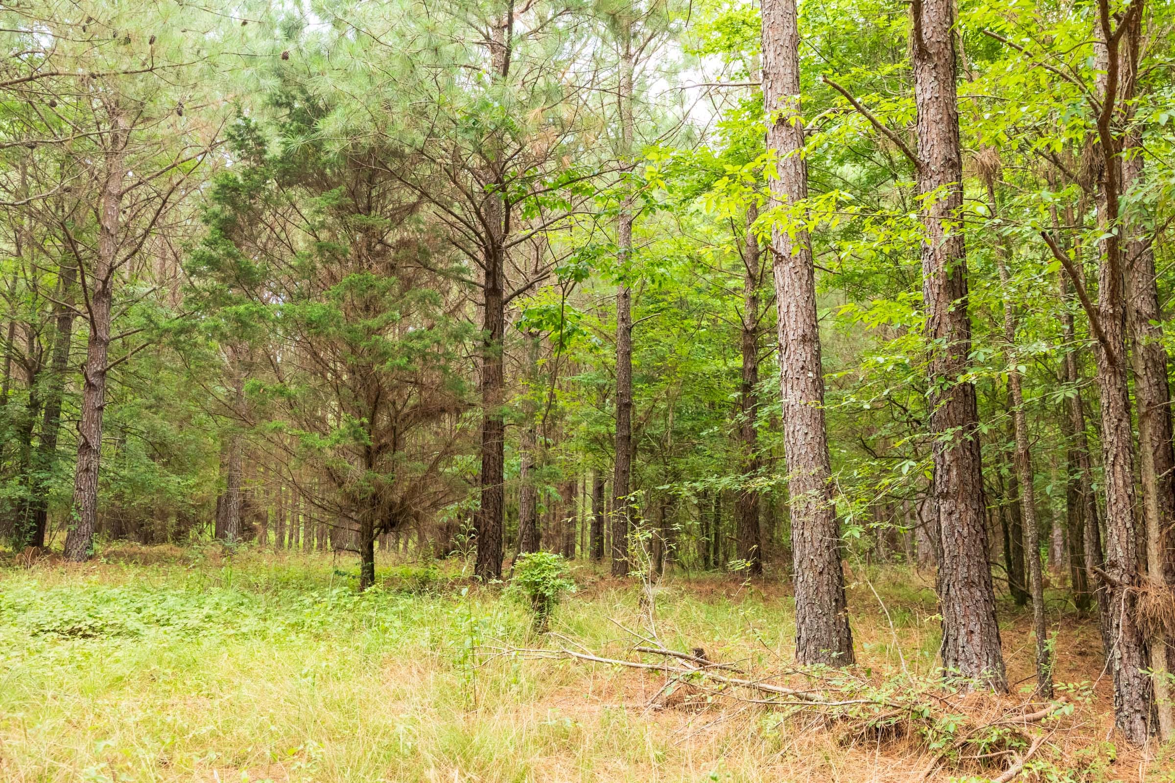 Whiskey Ridge Tract 61 photo 6