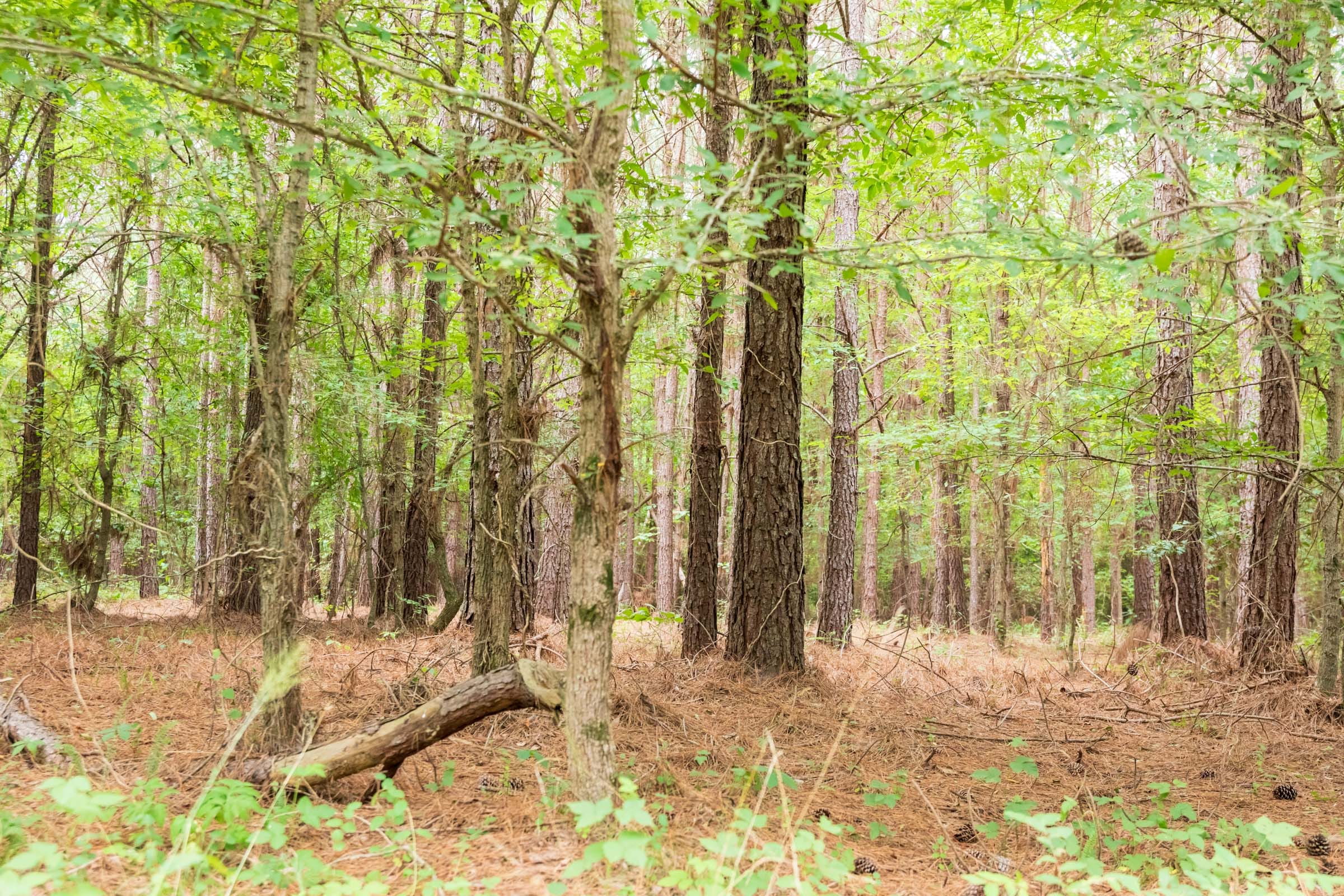 Whiskey Ridge Tract 61 photo 4