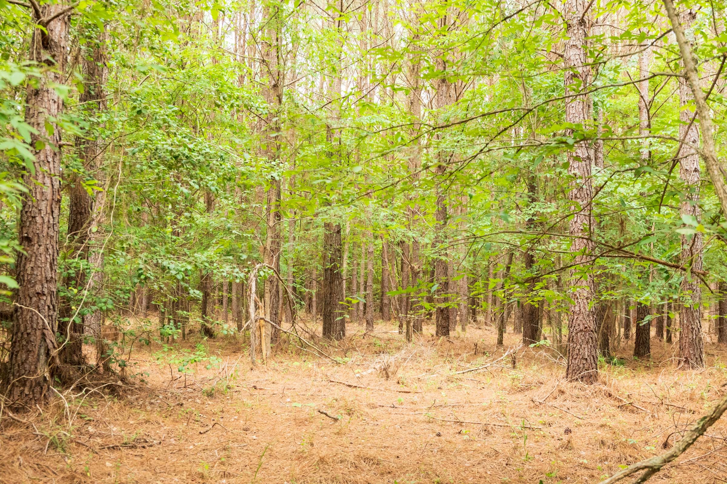 Whiskey Ridge Tract 61 photo 7