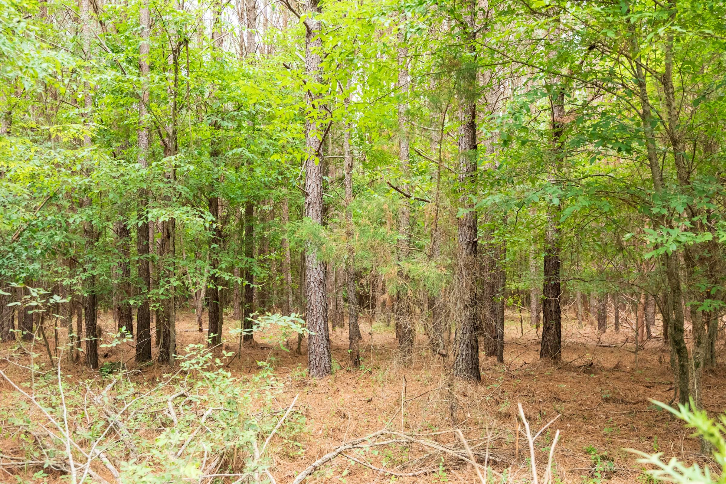 Whiskey Ridge Tract 61 photo 9