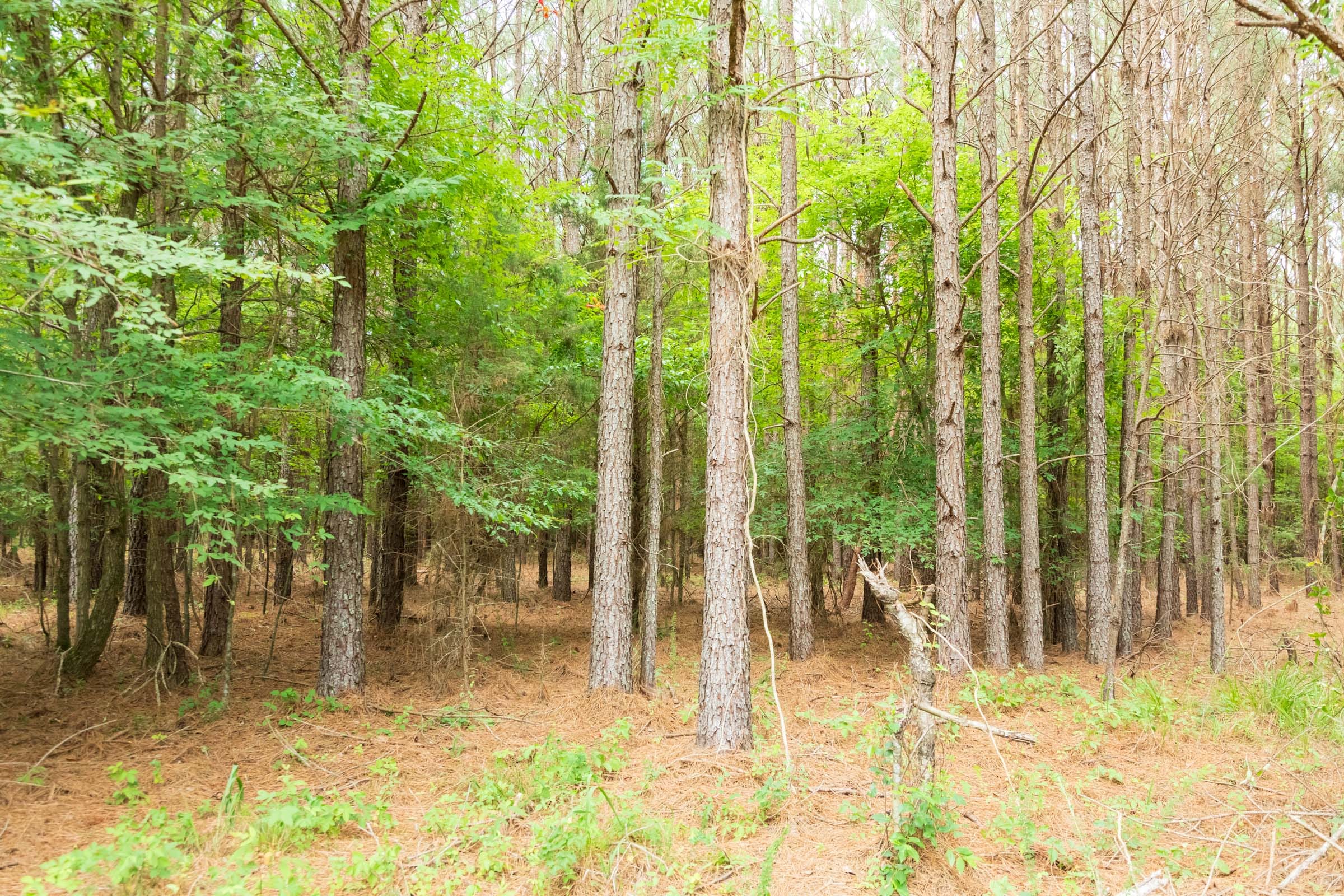 Whiskey Ridge Tract 61 photo 12