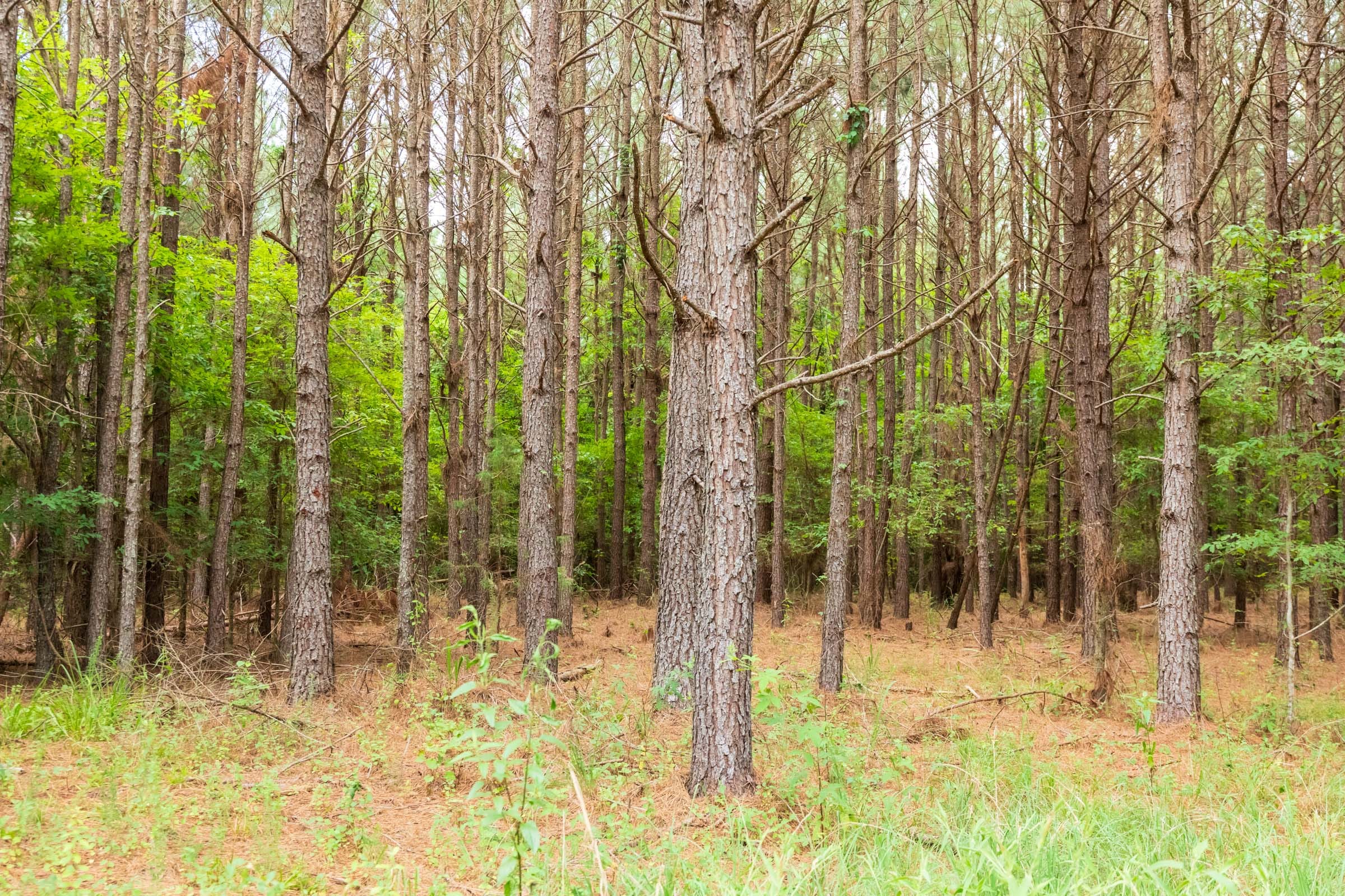 Whiskey Ridge Tract 61 photo 13
