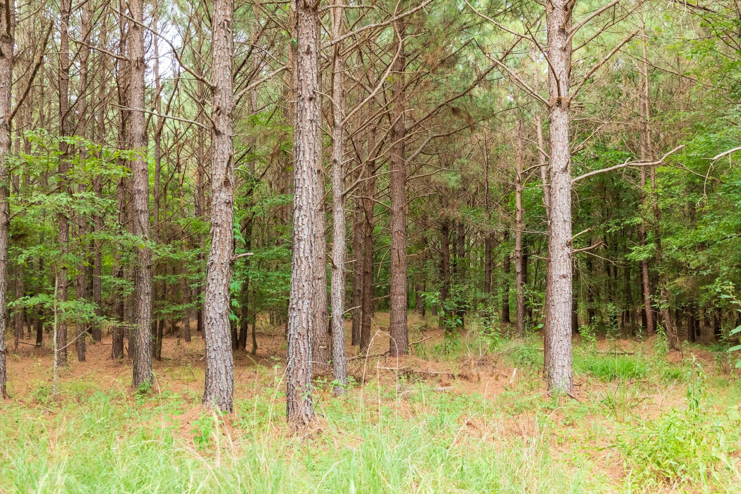 Whiskey Ridge Tract 61 photo 8